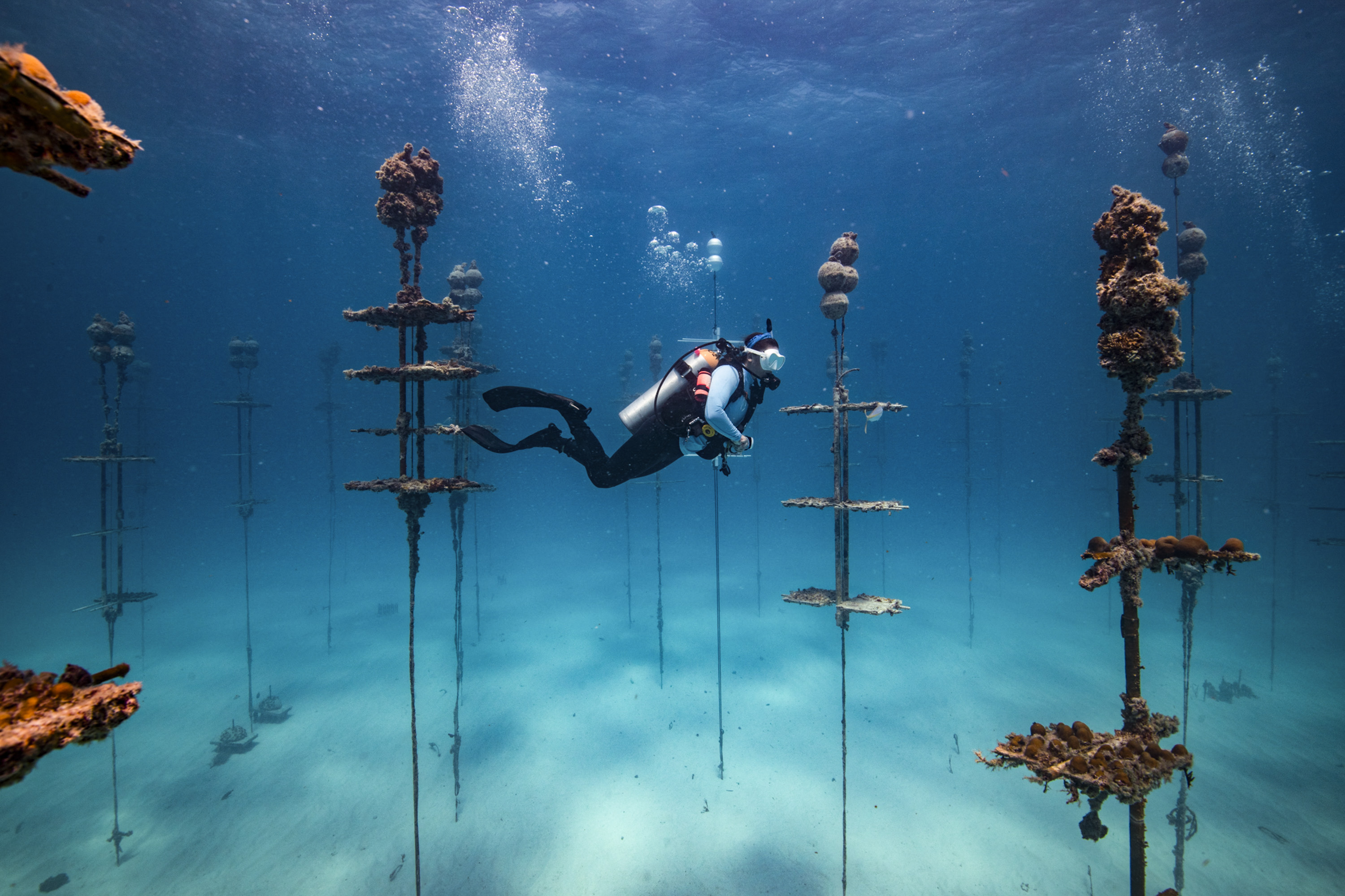 A scuba diver swimming through a coral nursery made up of coral branches growing on vertical chains anchored to the sand.