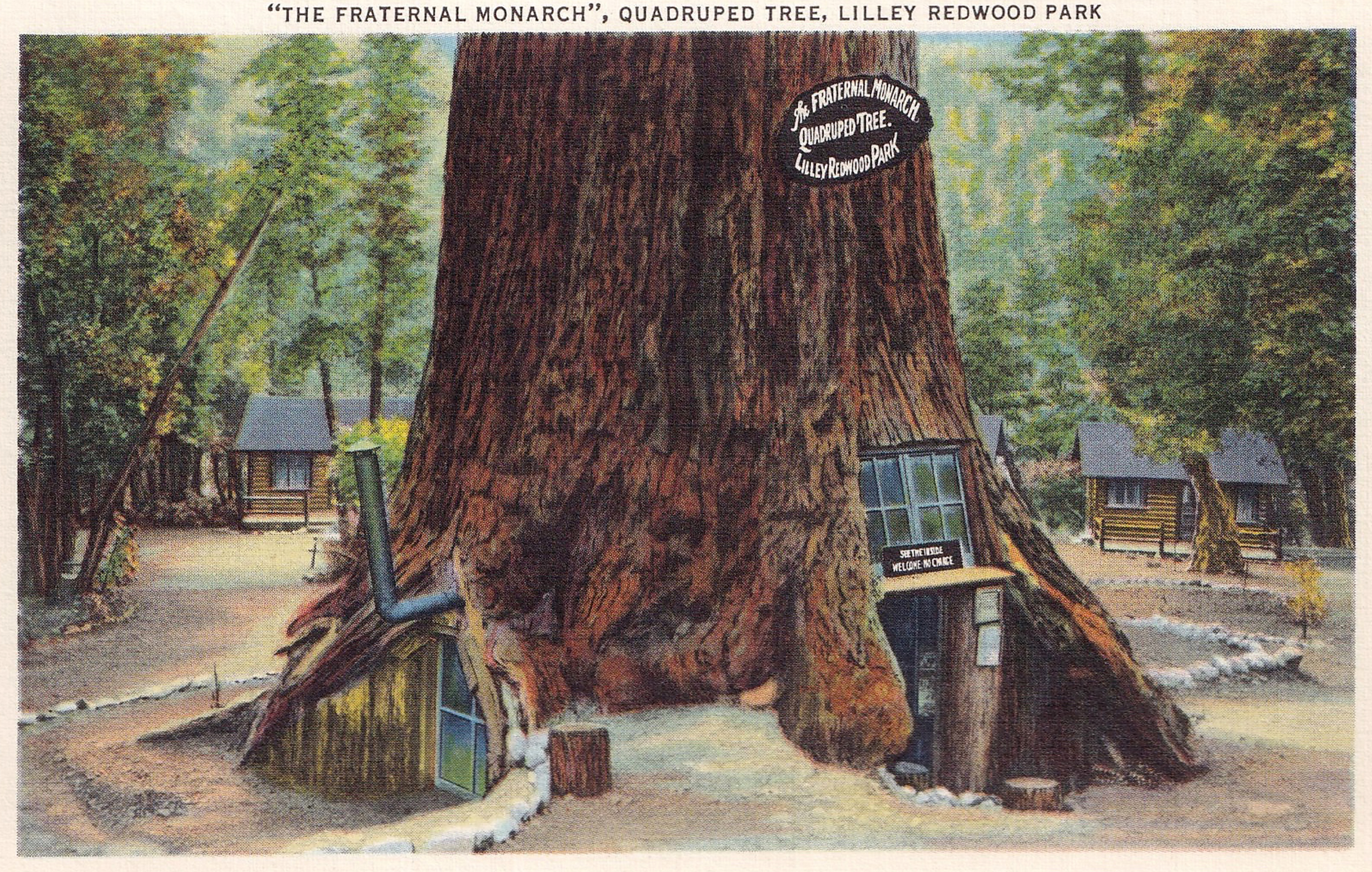 Vintage souvenir postcard, Redwood Highway Souvenir Views series, ca 1921
