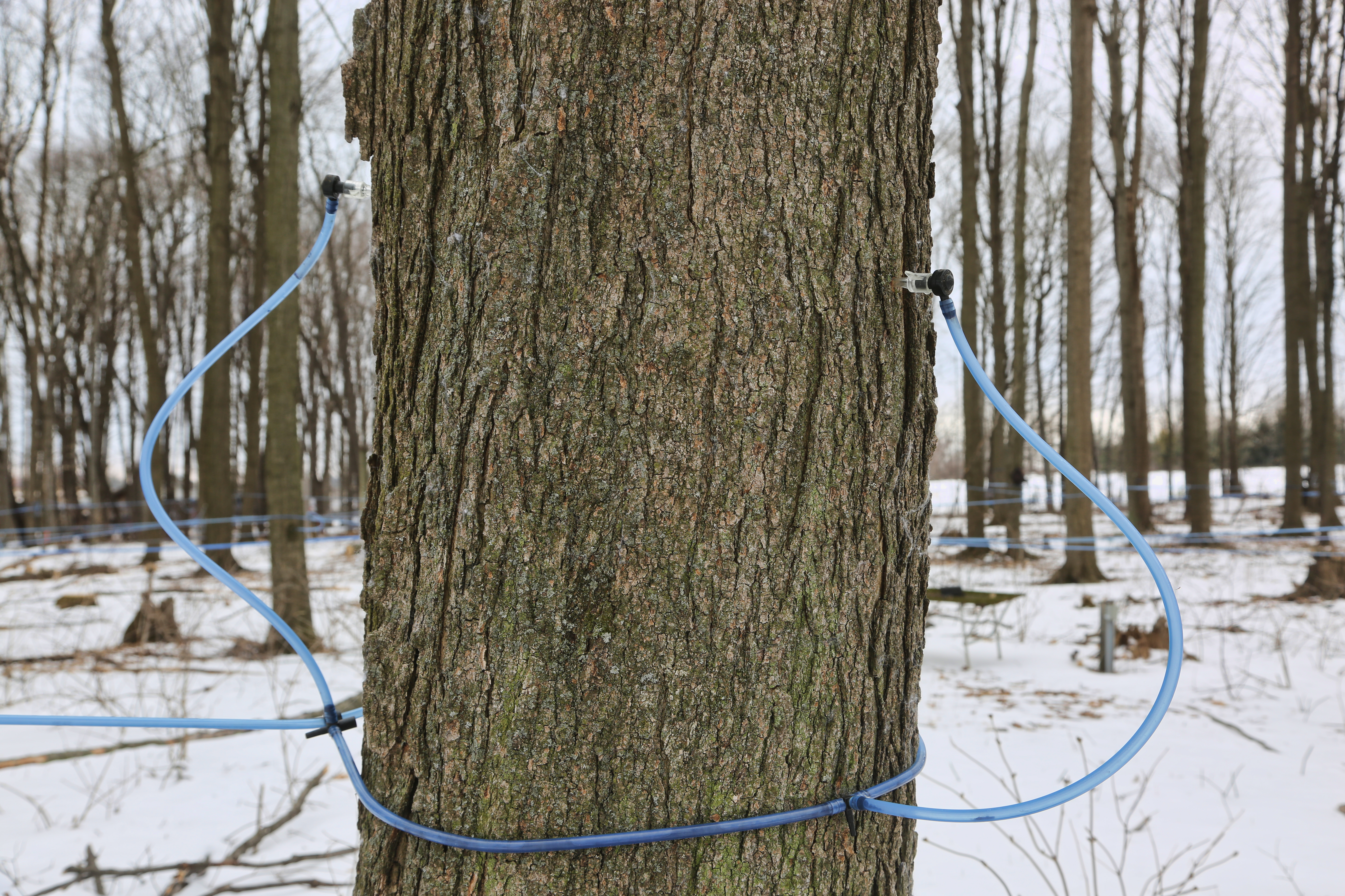 Maple Syrup Production In Canada