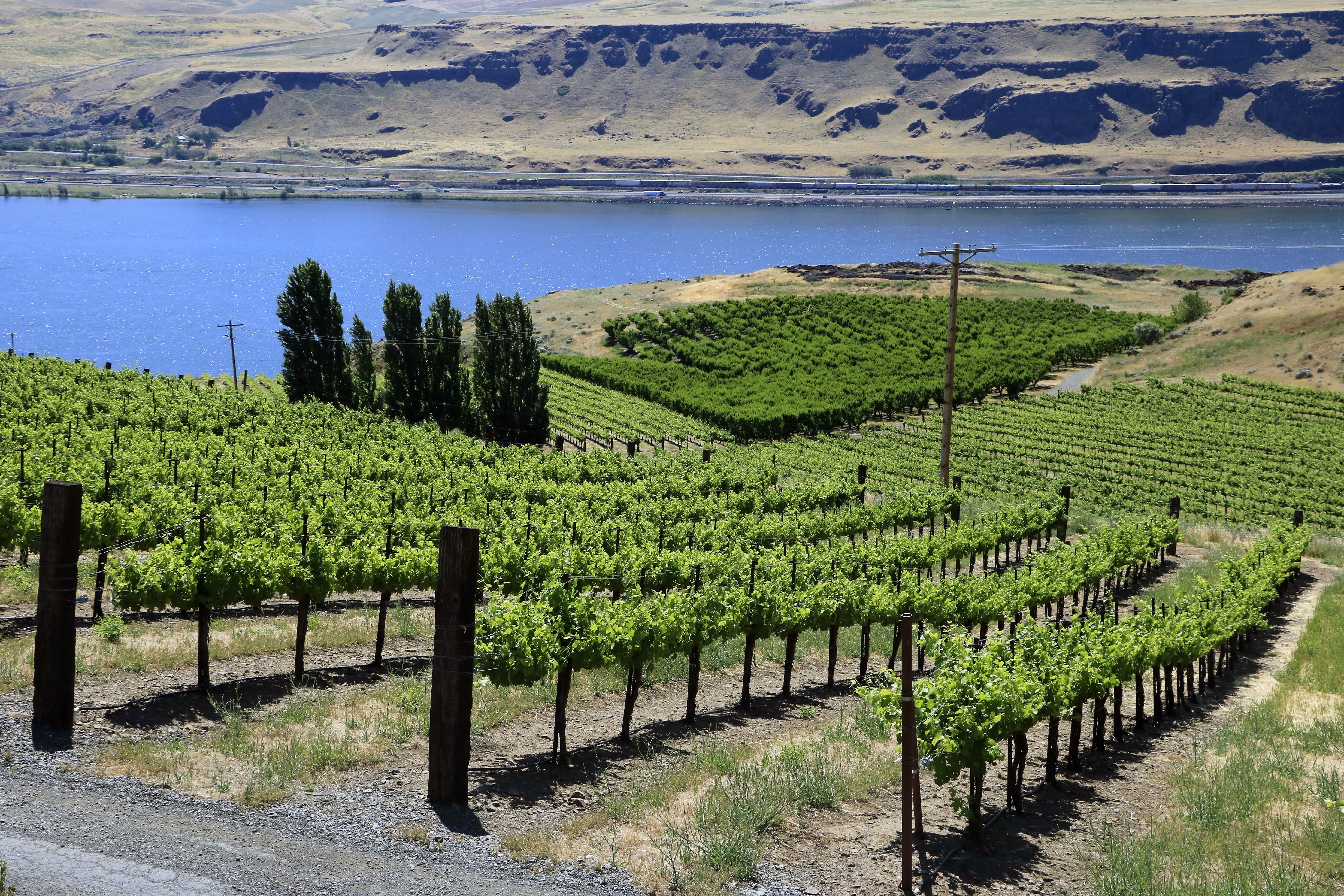 Vineyard on the Washington state side of the Columbia River Gorge