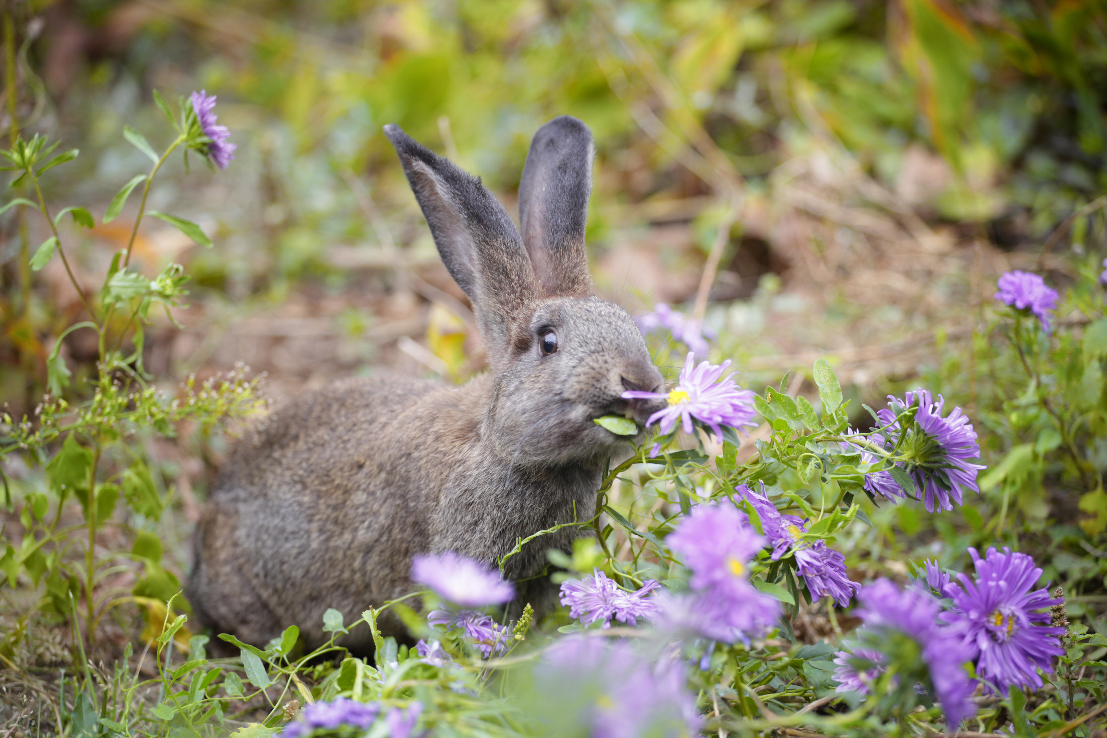 小灰兔吃花园里的花。