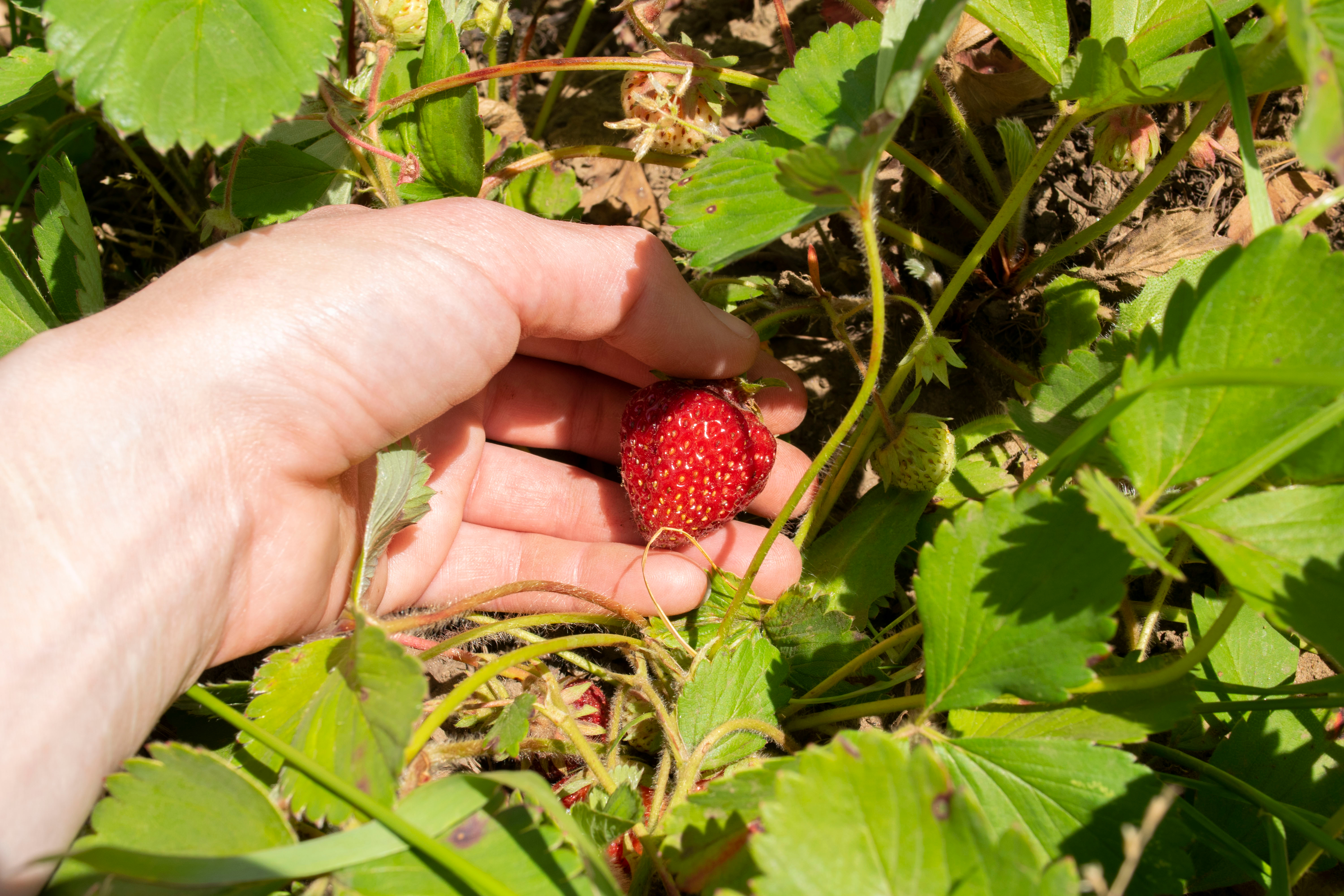 A farmer grabs a strawberry from a plant at a Sauvie Island farm.