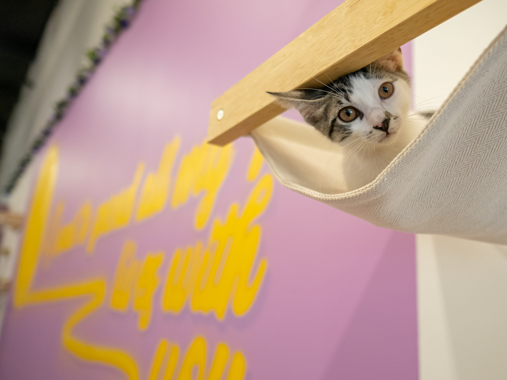 A little gray and white cat peeking out of a hanging cat shelf hammock on the wall.