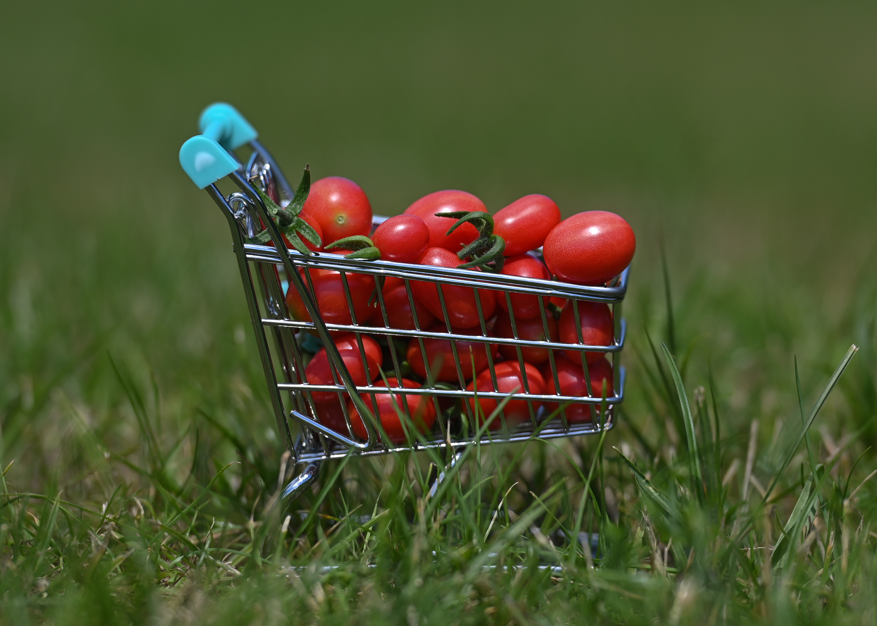 Cherry Roma tomatoes seen in a mini shopping cart parked on a green lawn.
