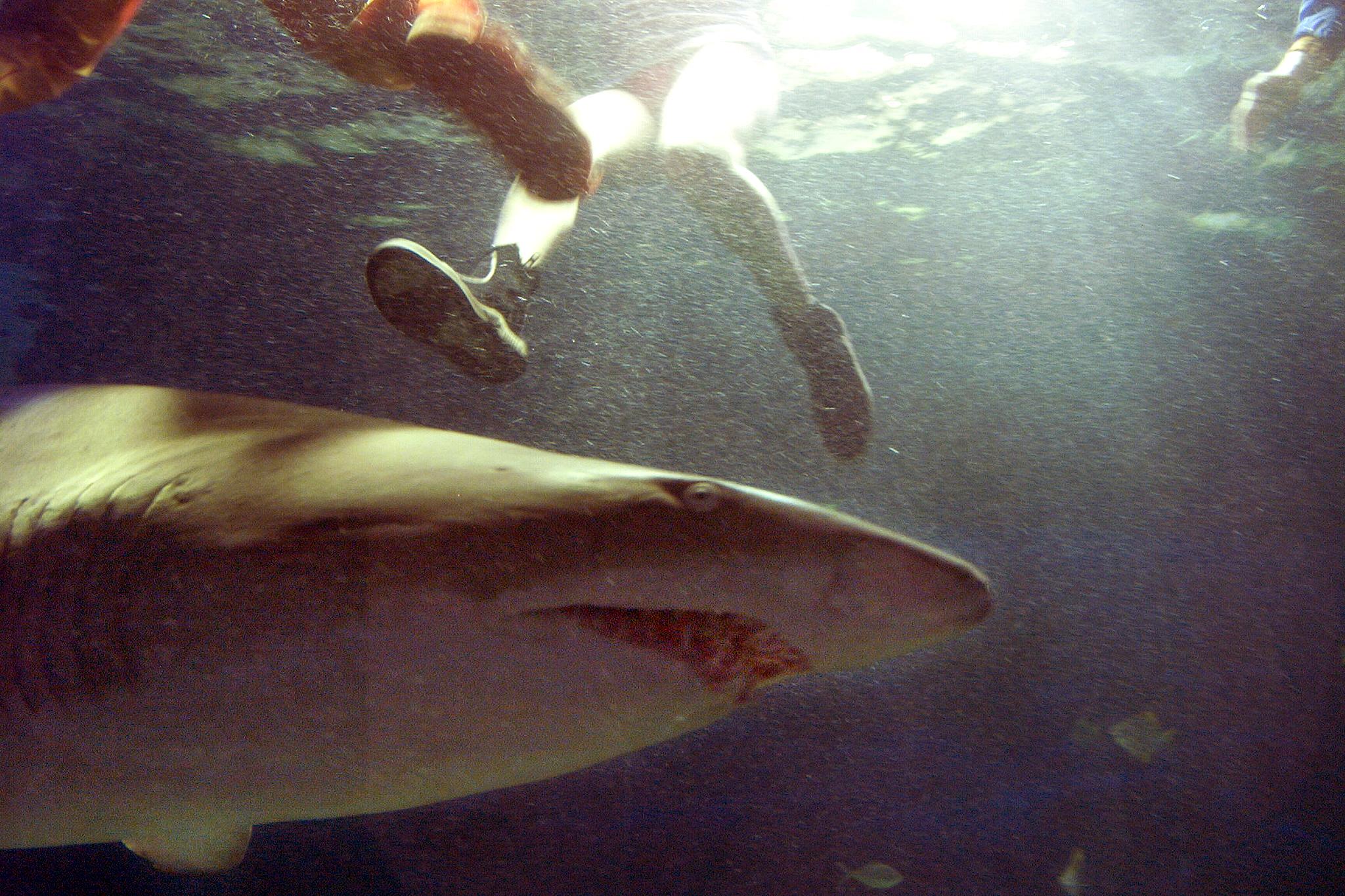 A photo from May 13, 1999, shows a grey nurse shark underneath bathers in Sydney, Australia.