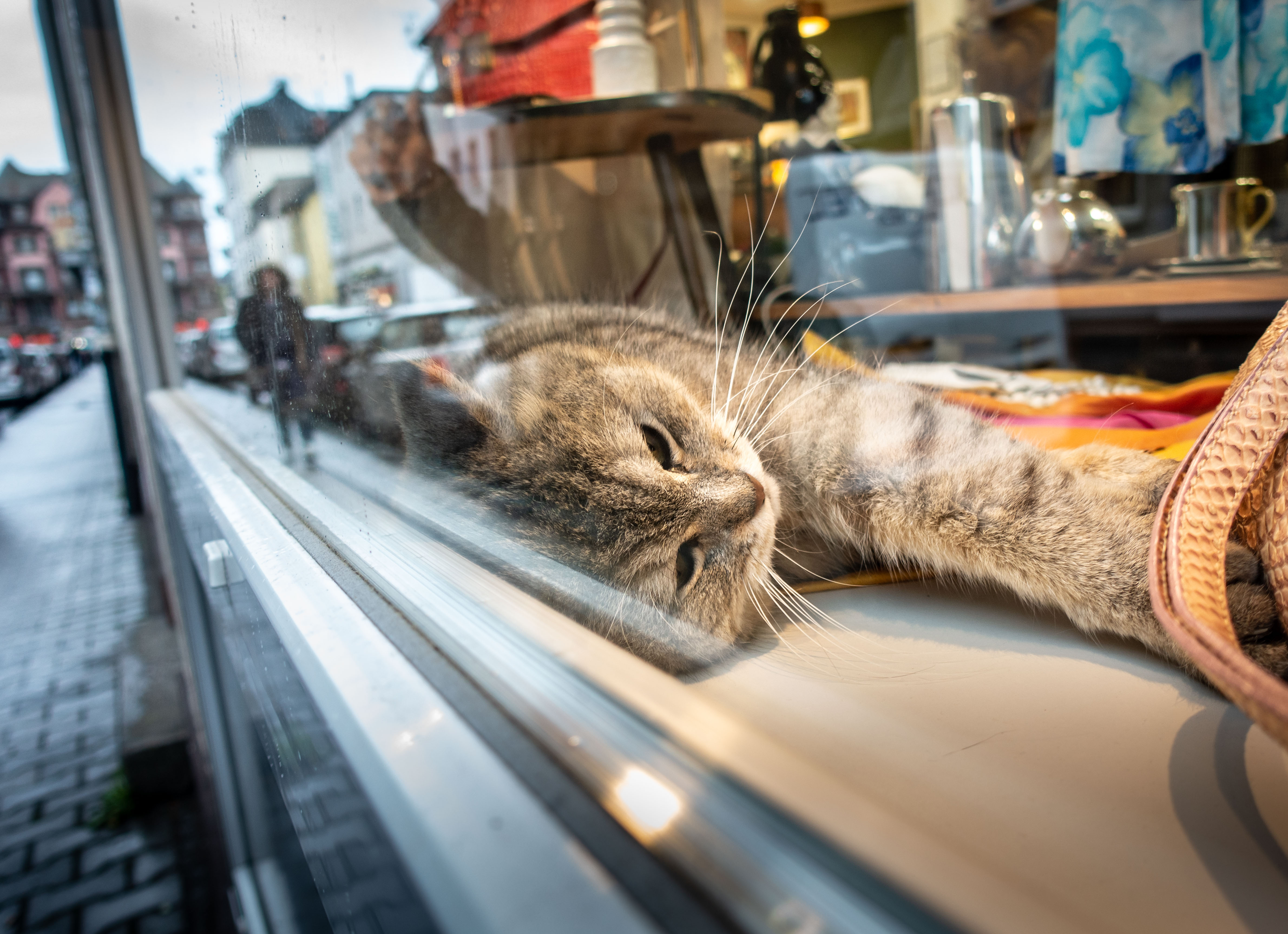 Shop window cat
