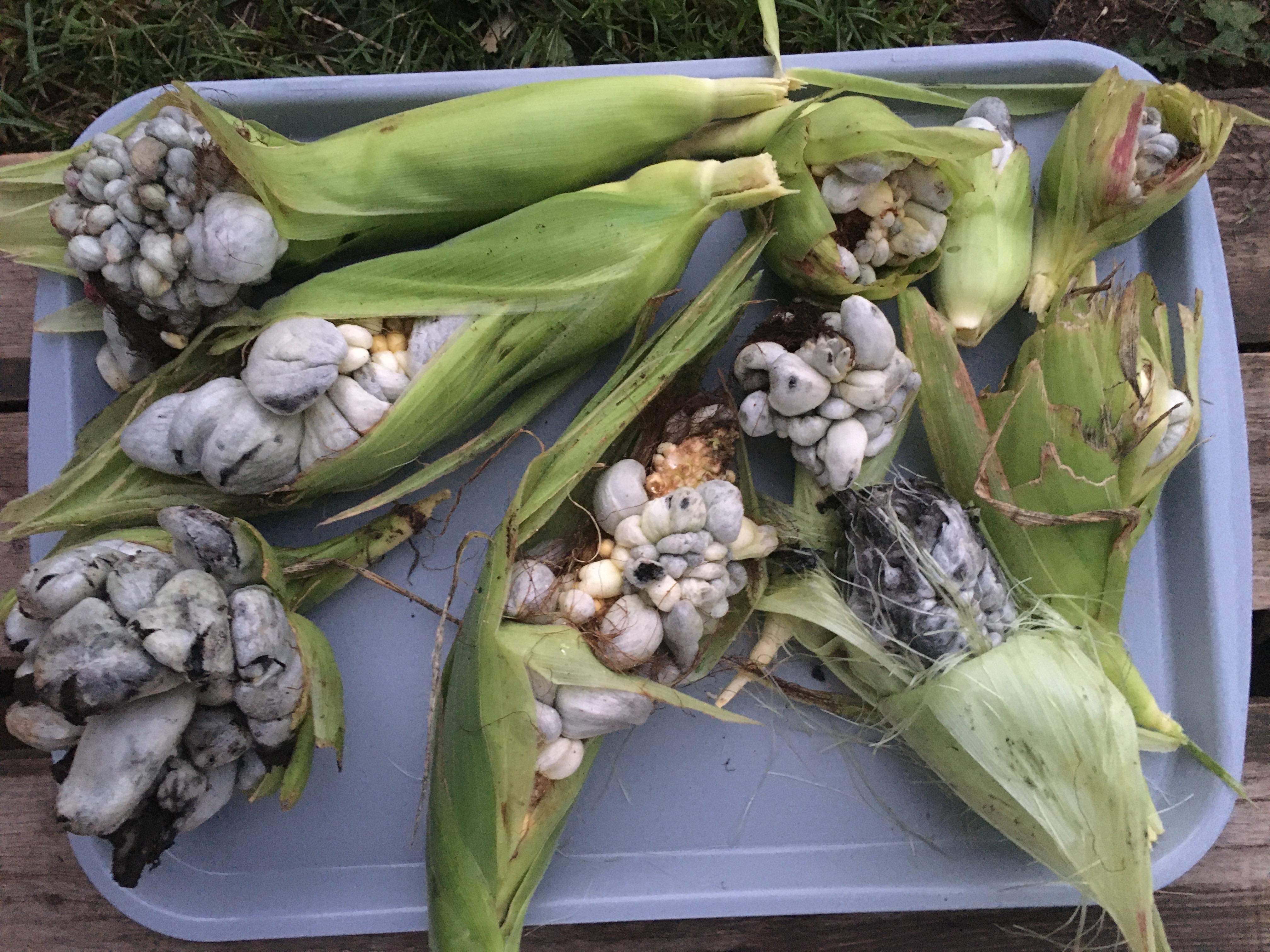 tray with corn husks covered in corn smut