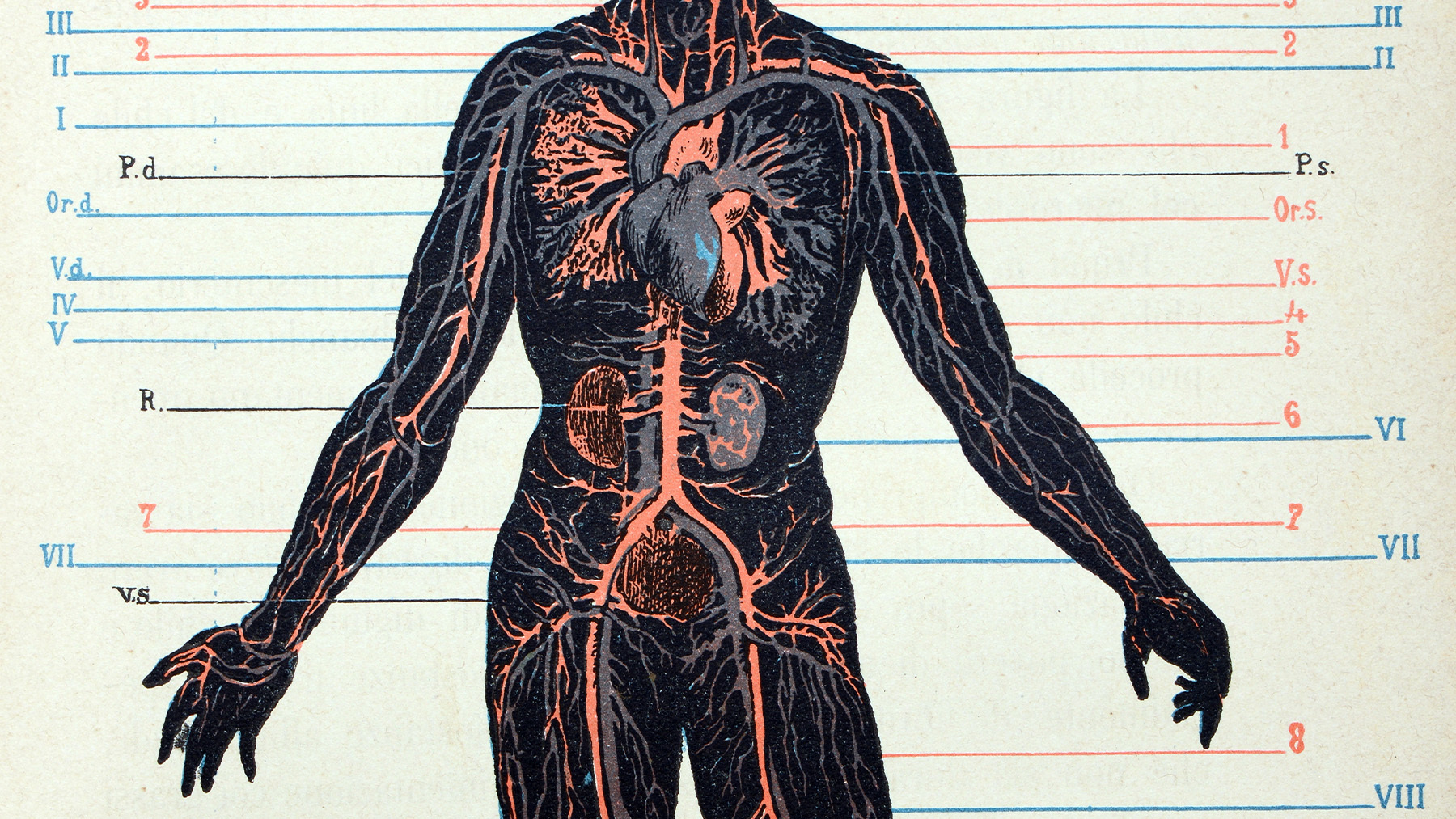 A diagram of a human body.