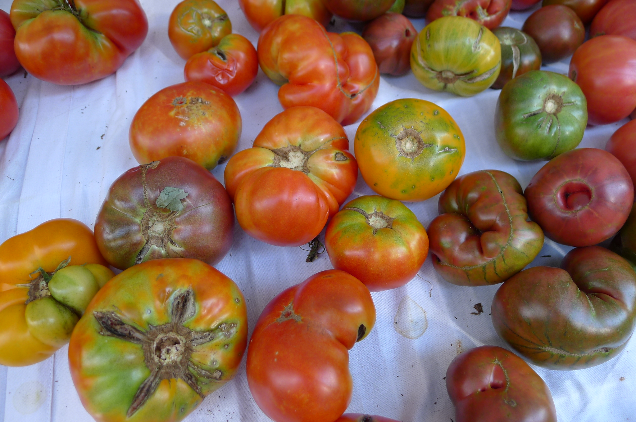 Irregular scarred tomatoes in a variety of pleasing colors.