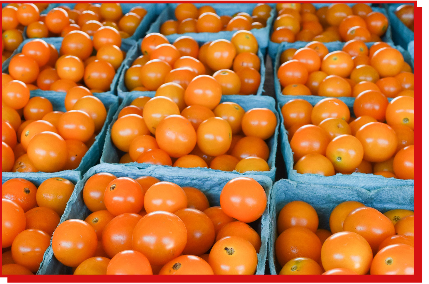 cartons of sungold tomatoes