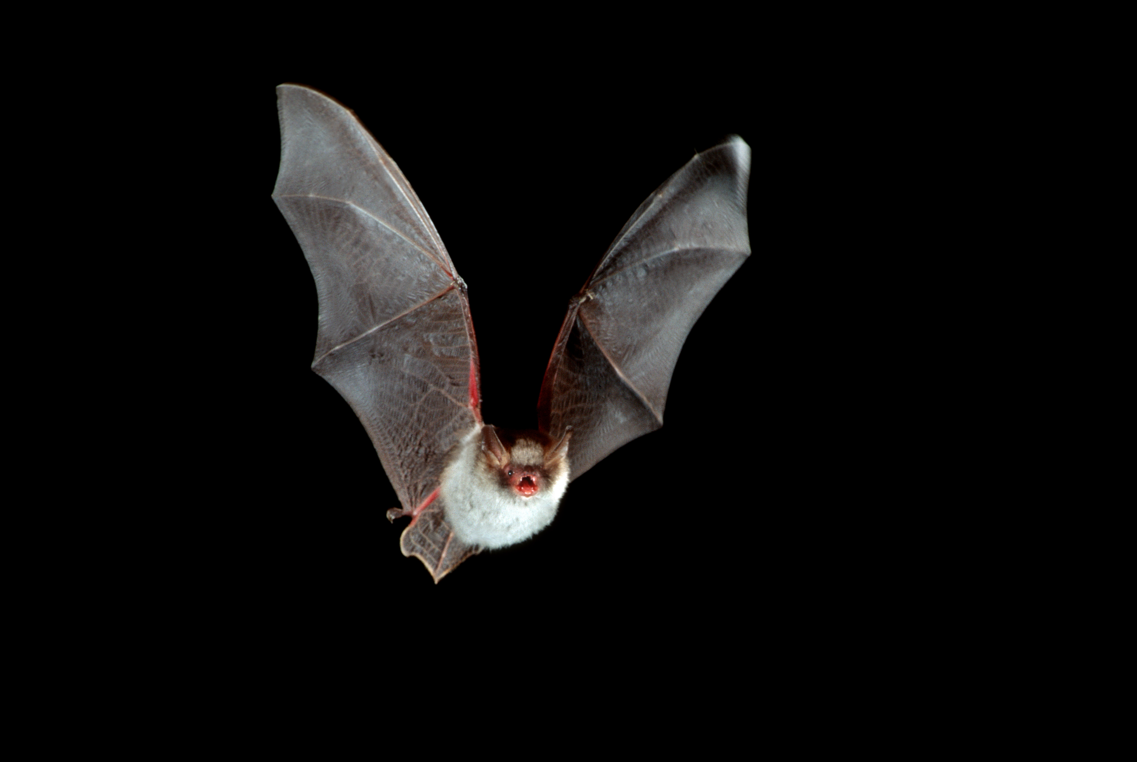 Natterer’s bat in flight