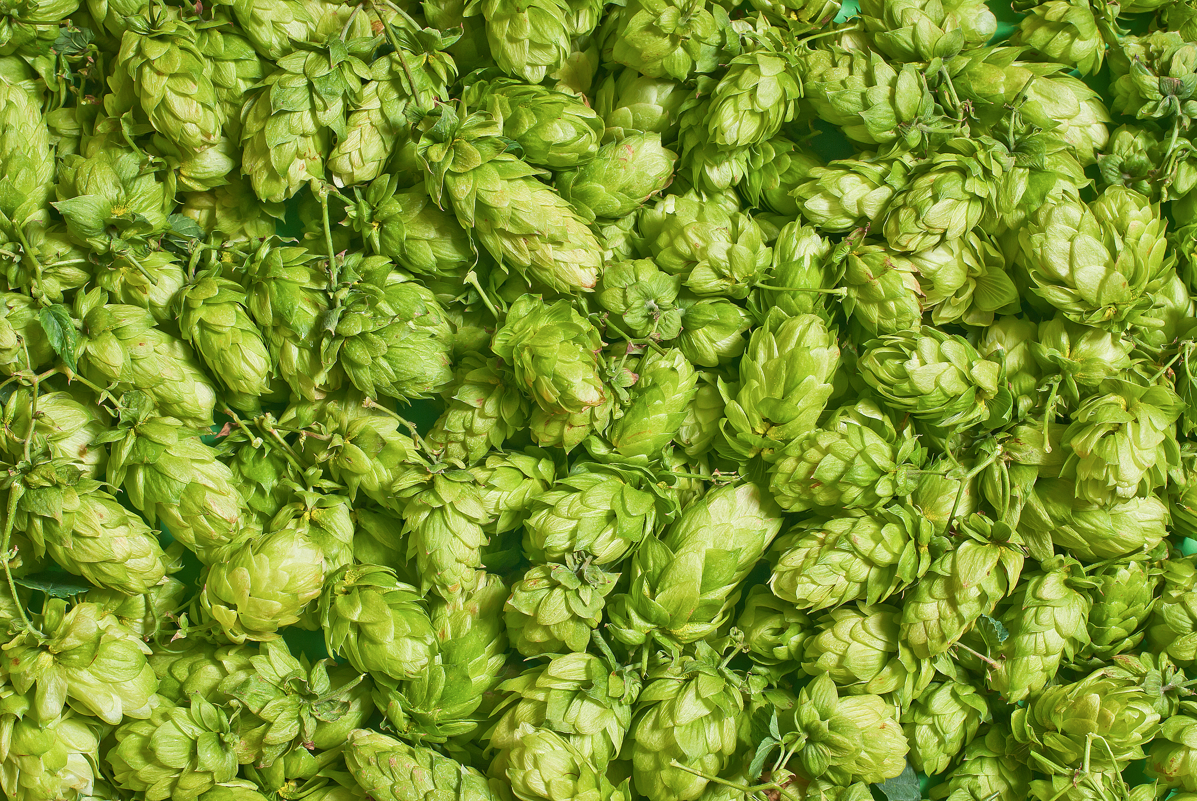 A pile of green hops cones.