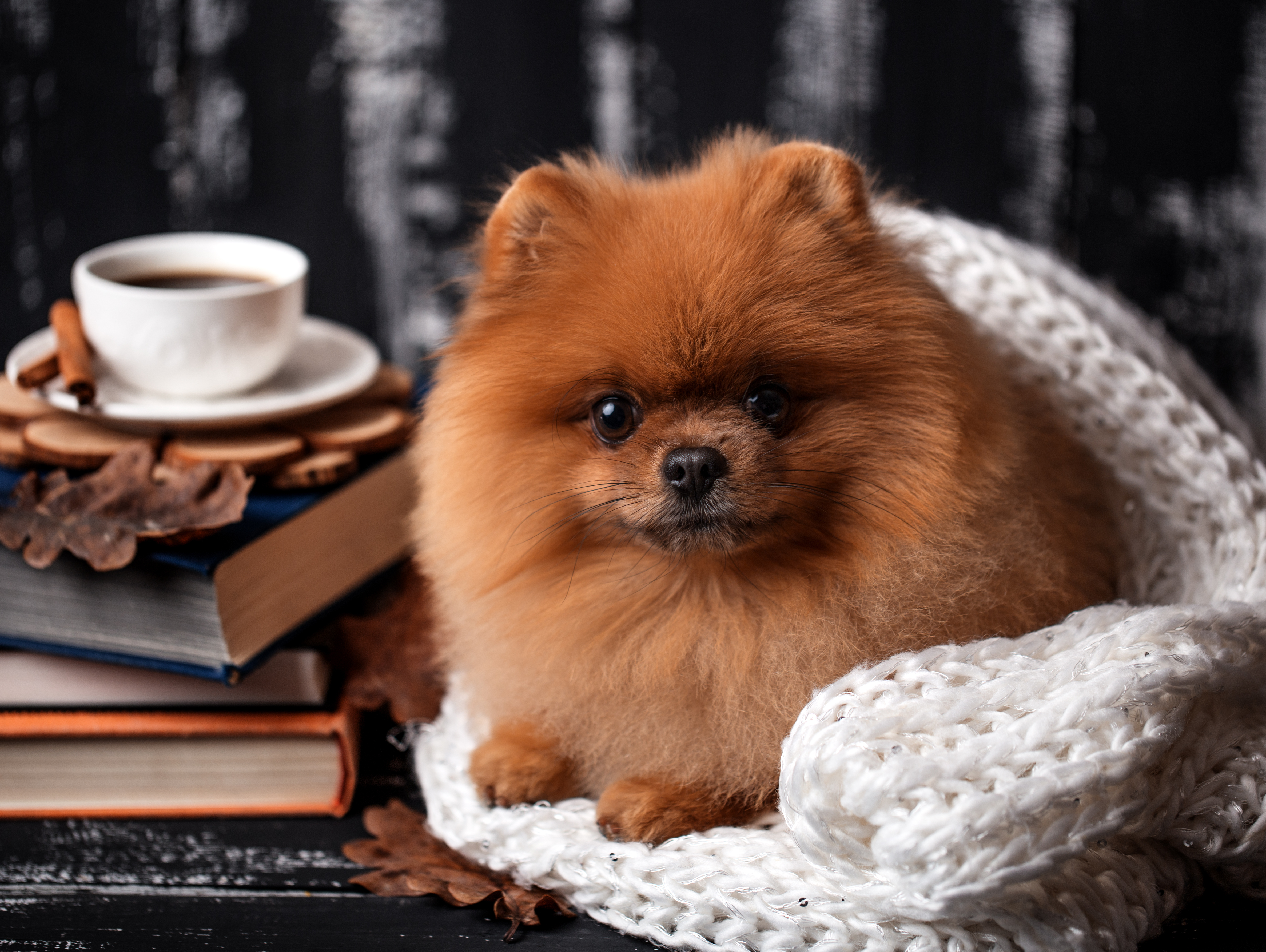 A fluffy puppy on a white cushion next to a stack of books with a white mug on top of it.