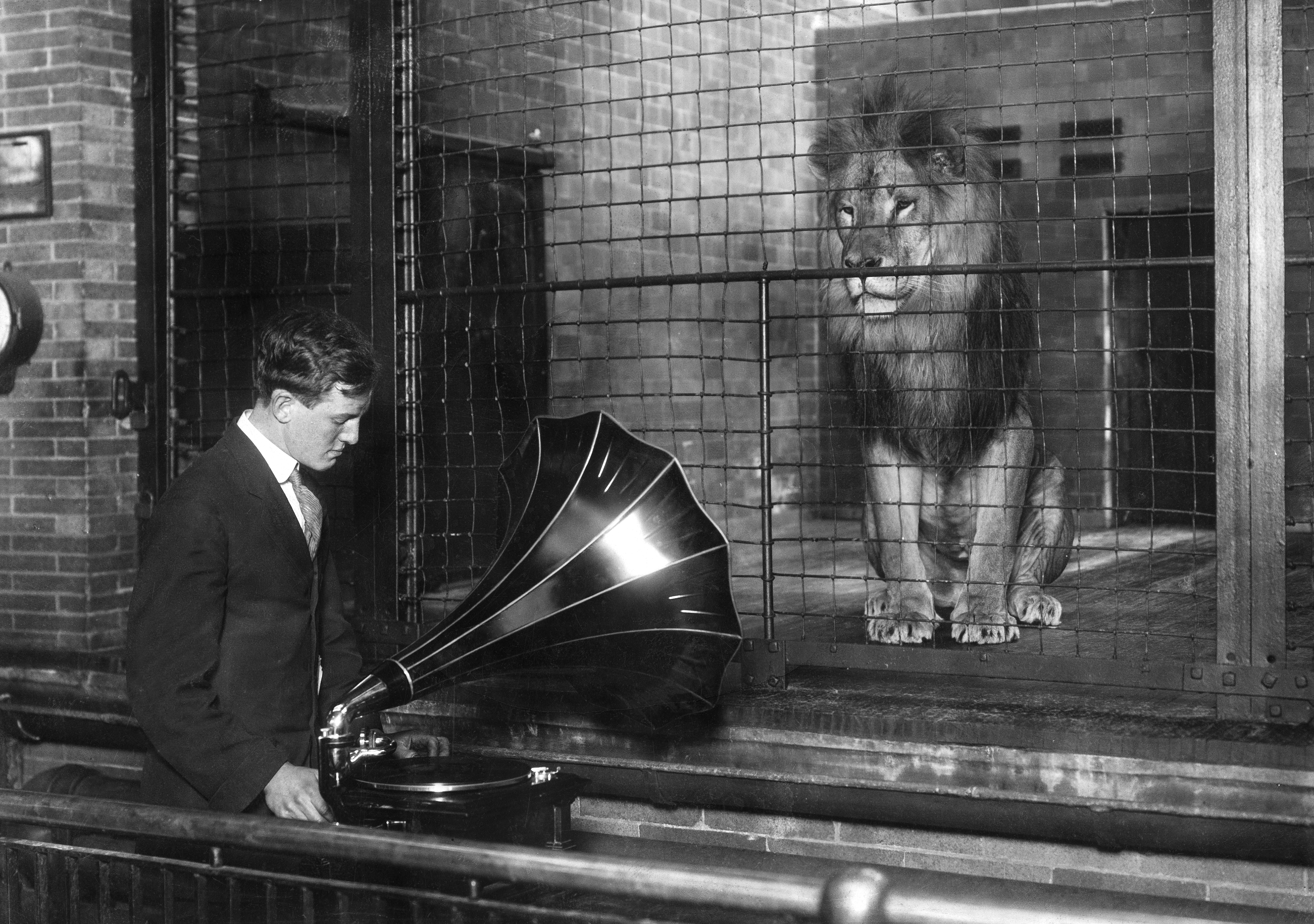 Keeper play music with a gramophone in front of a cage of a lion. - Photographer: Philipp Kester- 1909Vintage property of ullstein bild
