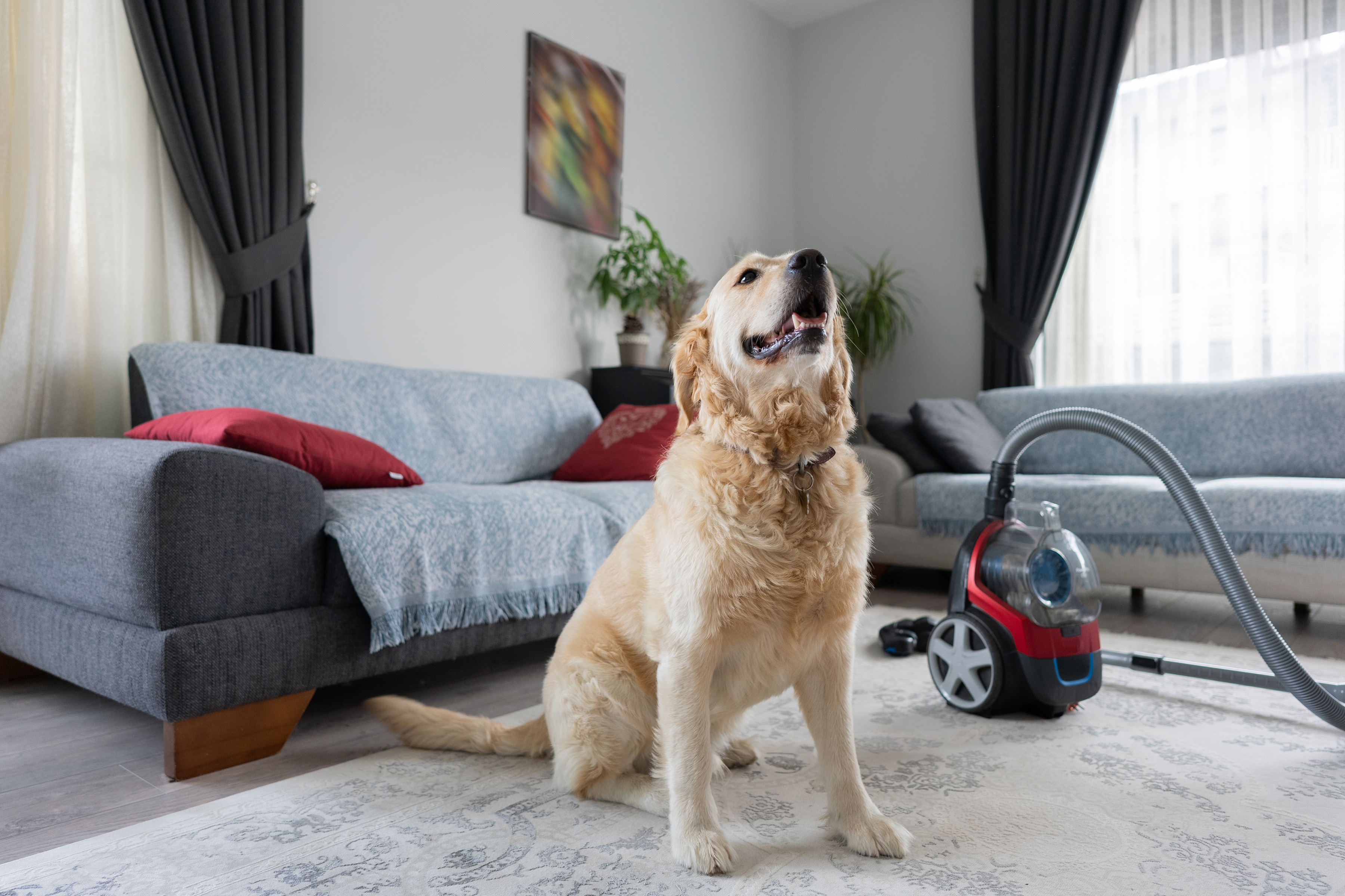 A dog in a carpeted living room with a carpet cleaner near by. 