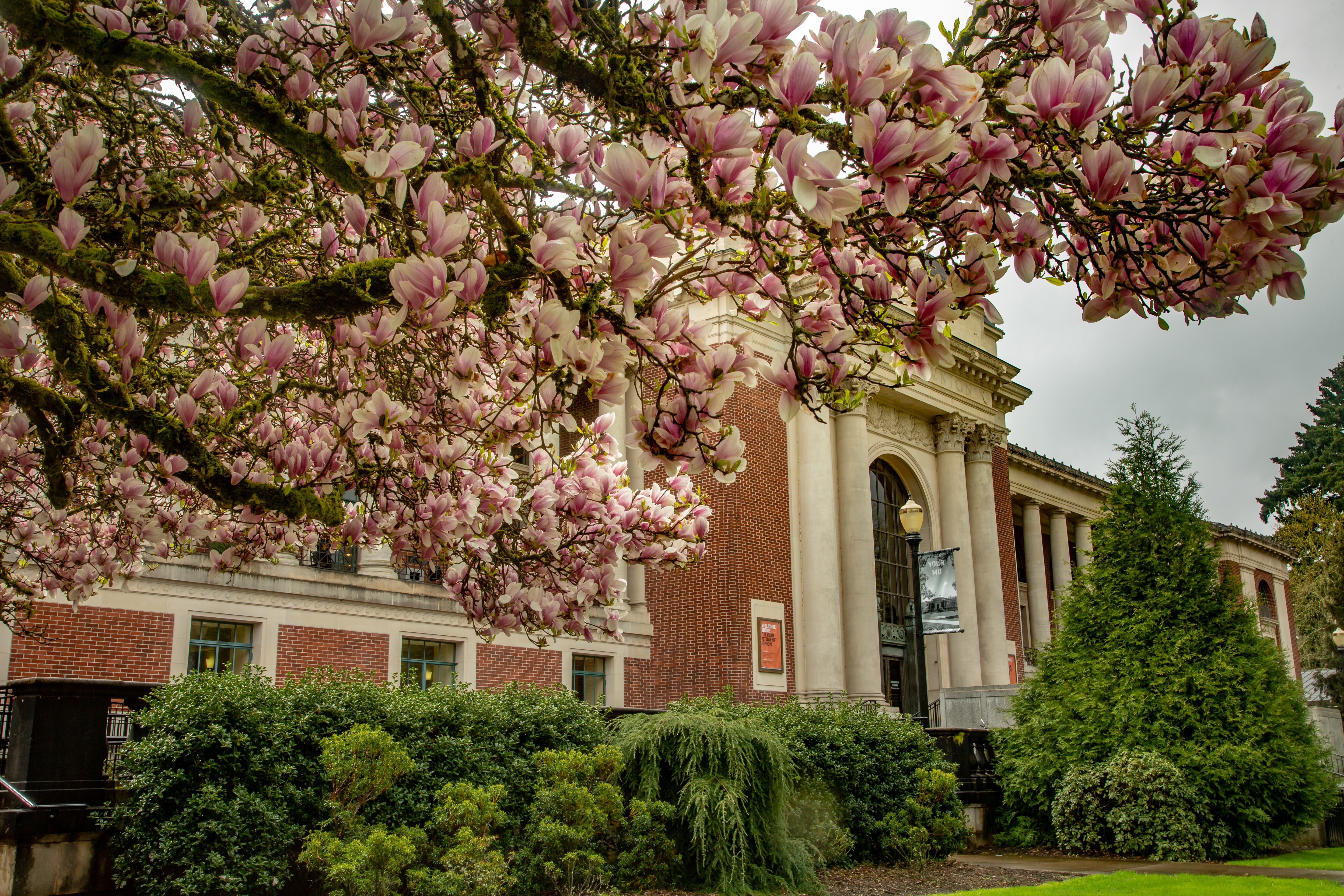 Cherry blossoms hang from a tree in front of Memorial Union at Oregon State University.