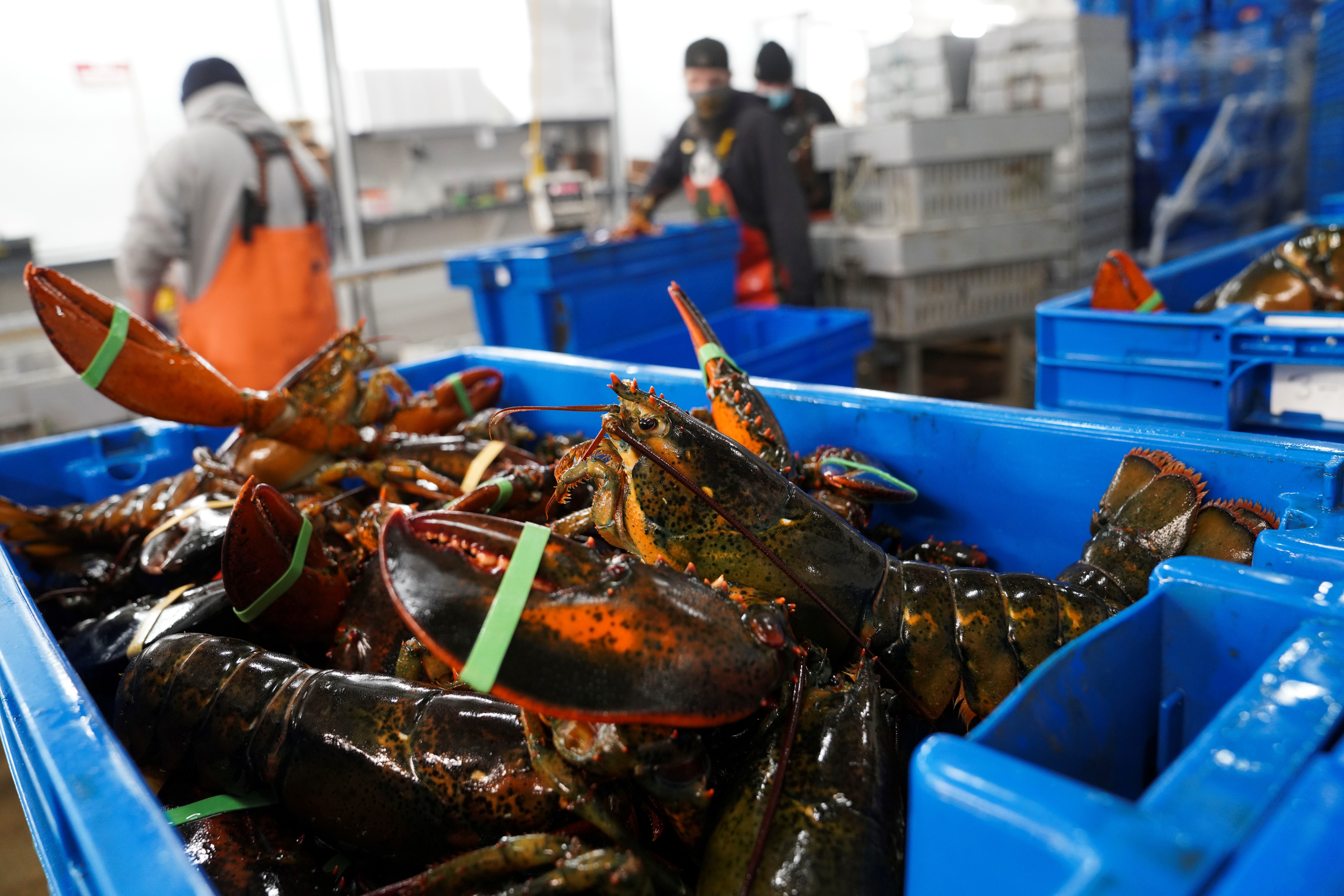 U.S.-MAINE-LOBSTER INDUSTRY-CHINESE MARKET