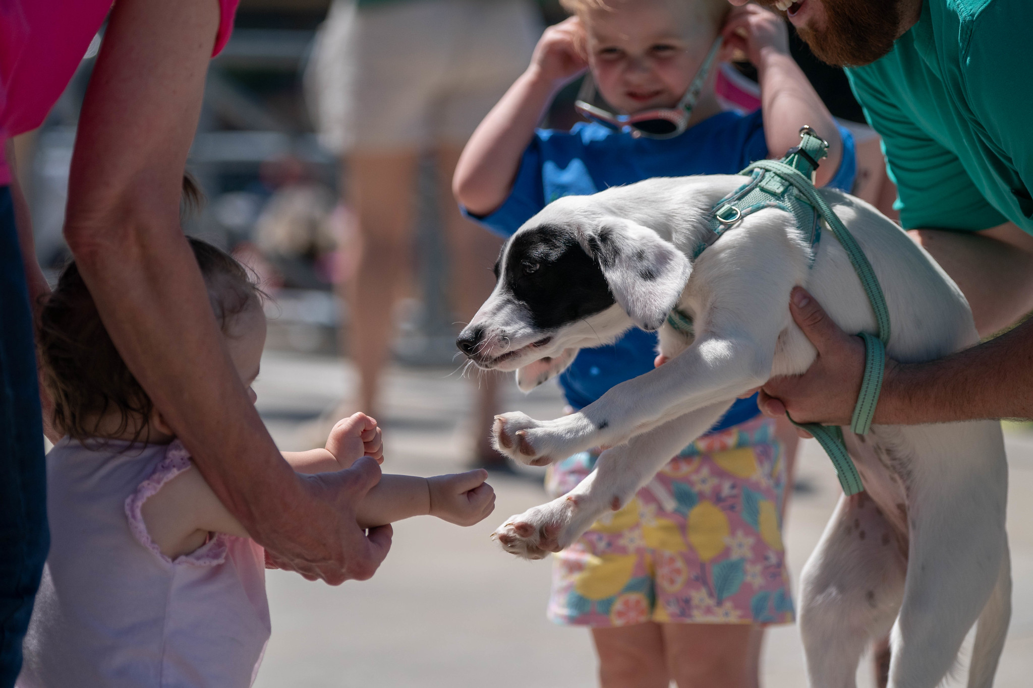 A puppy, held in the arms of a person who is mostly off-camera, reaches out its paws toward a toddler. The toddler is also reaching her hands out toward the puppy.