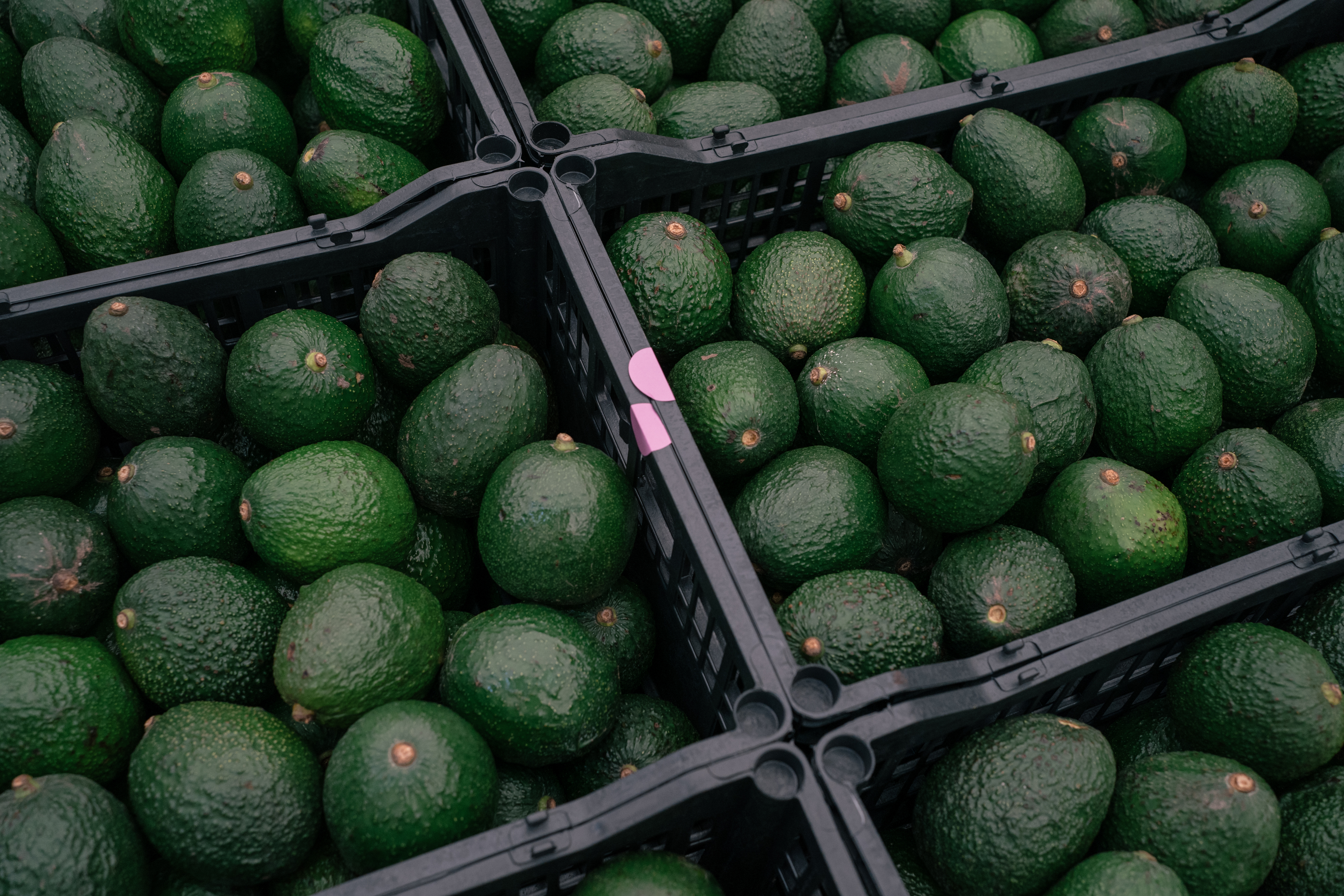 US Allows Imports Of Avocados From Jalisco State