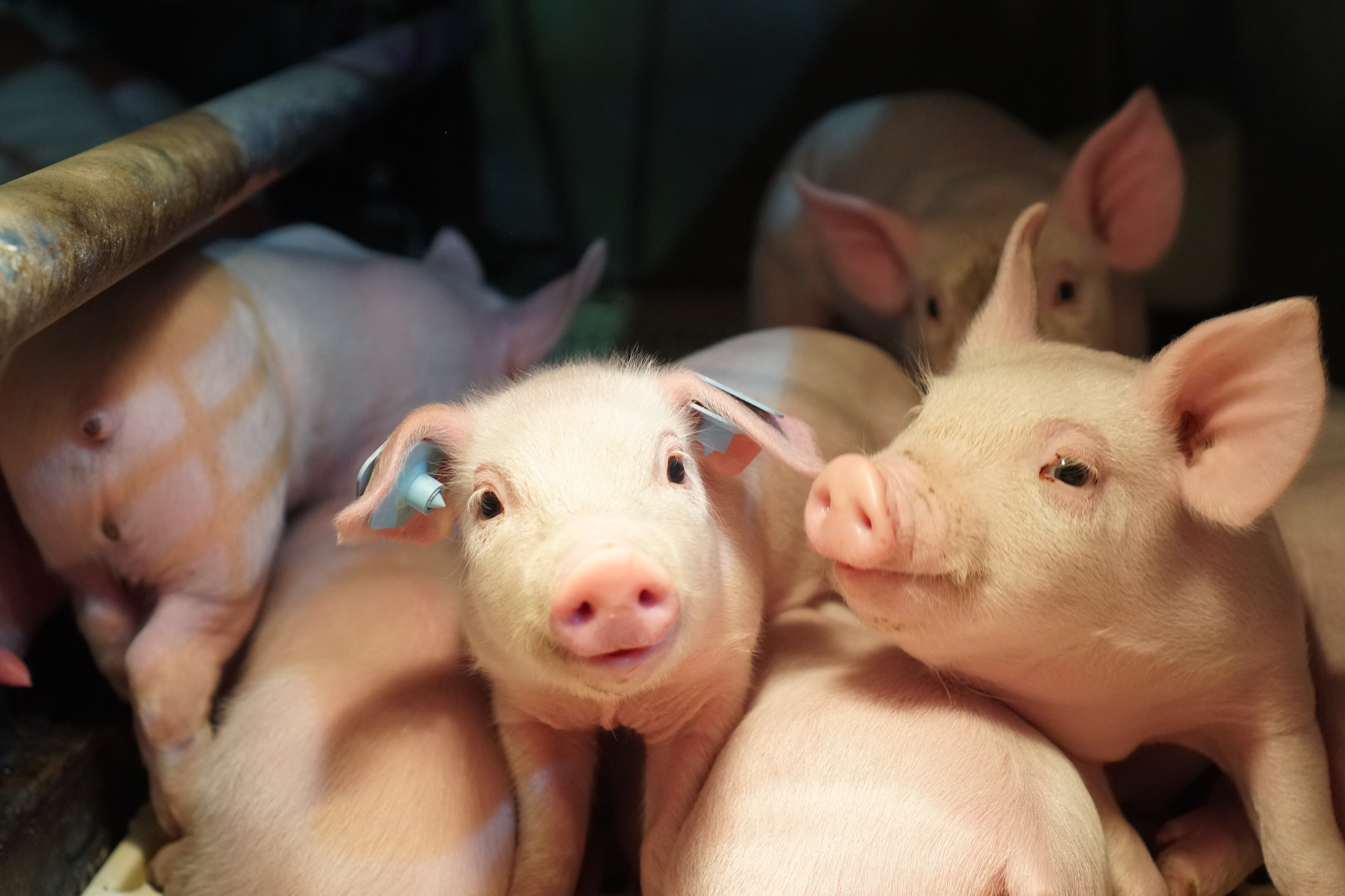 A group of piglets inside a Smithfield Foods facility.