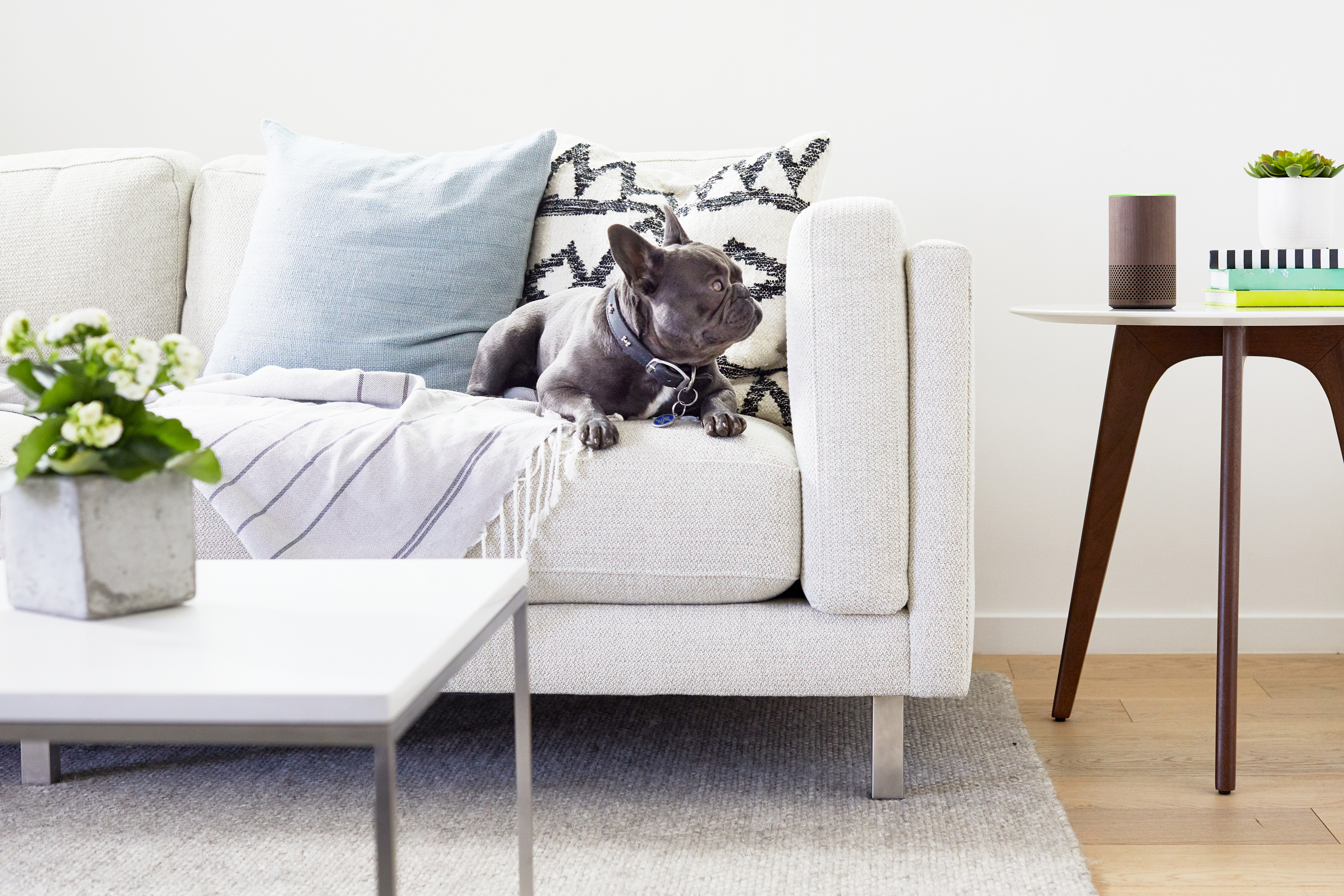 在现代家庭中，狗狗坐在沙发上，旁边是亚马逊alexa供电的Echo。