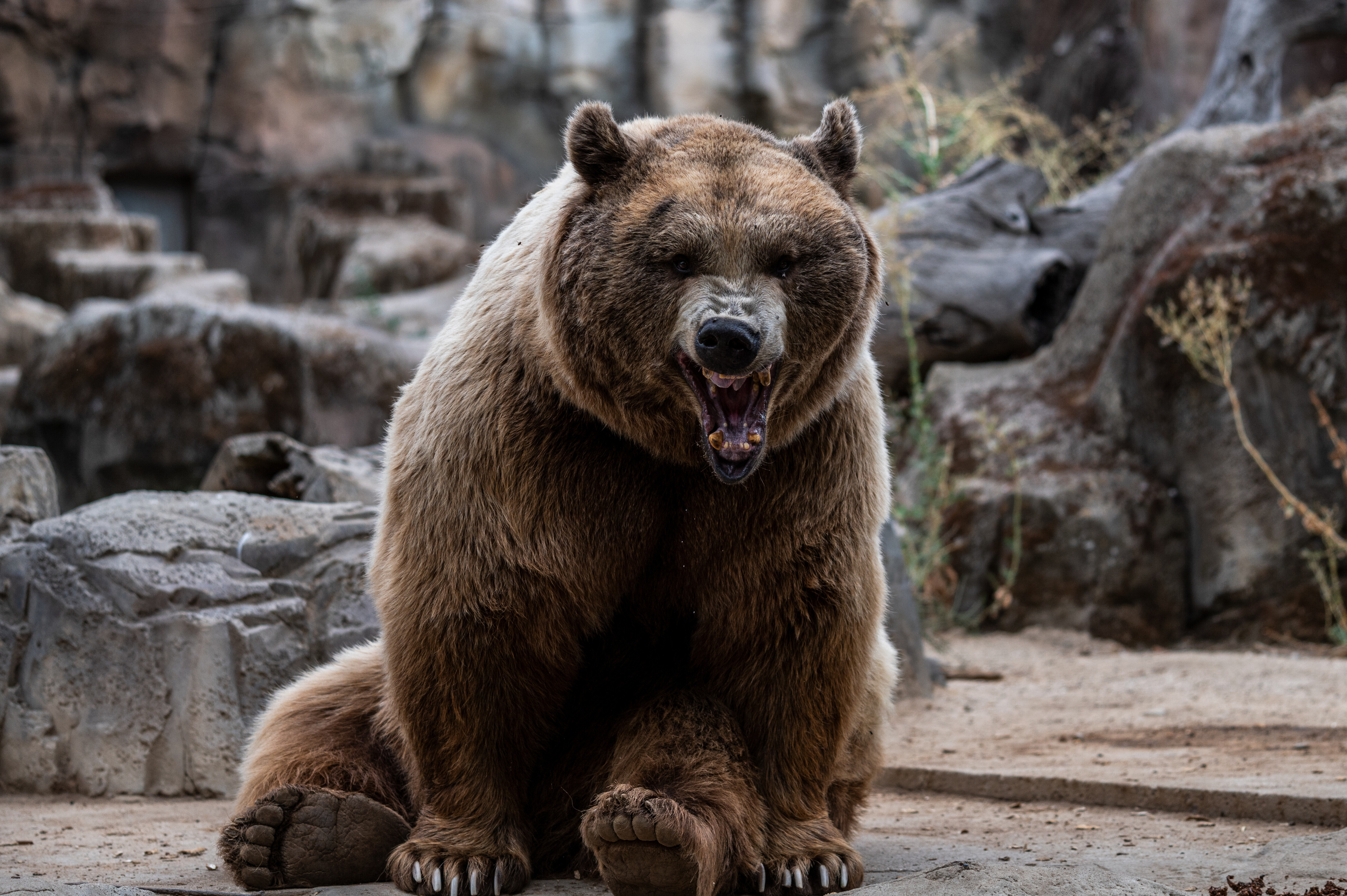 A brown bear (Ursus arctos) roaring pictured in its...
