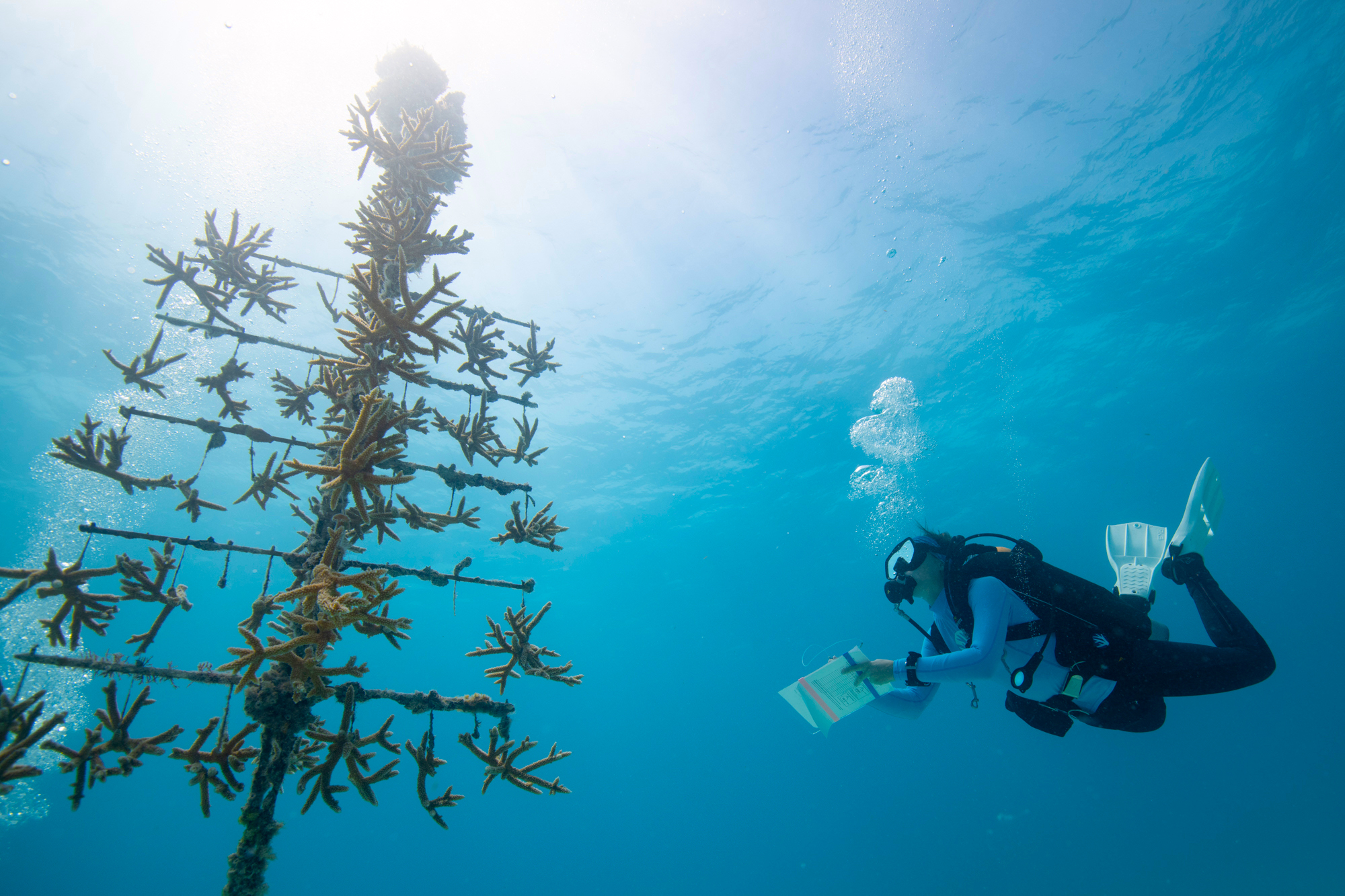 A photo taken underwater showing Amelia Moura scuba diving next to a coral “tree” that looks like a tall pole with branches from which coral clings and dangles. 