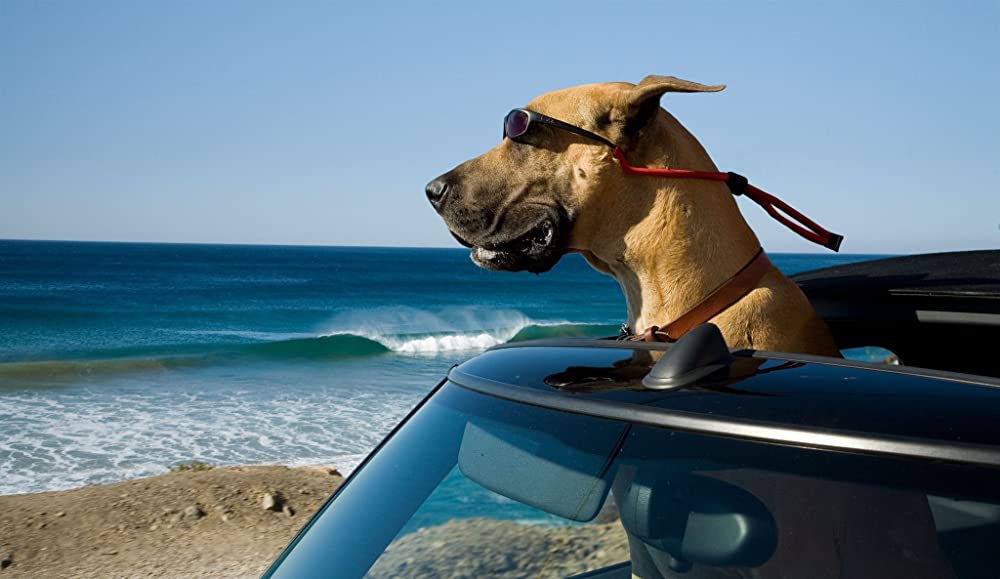 A side shot of Marmaduke, a large Great Dane, wearing sunglasses. His head is poking out the window of a car. He’s looking out at the ocean.