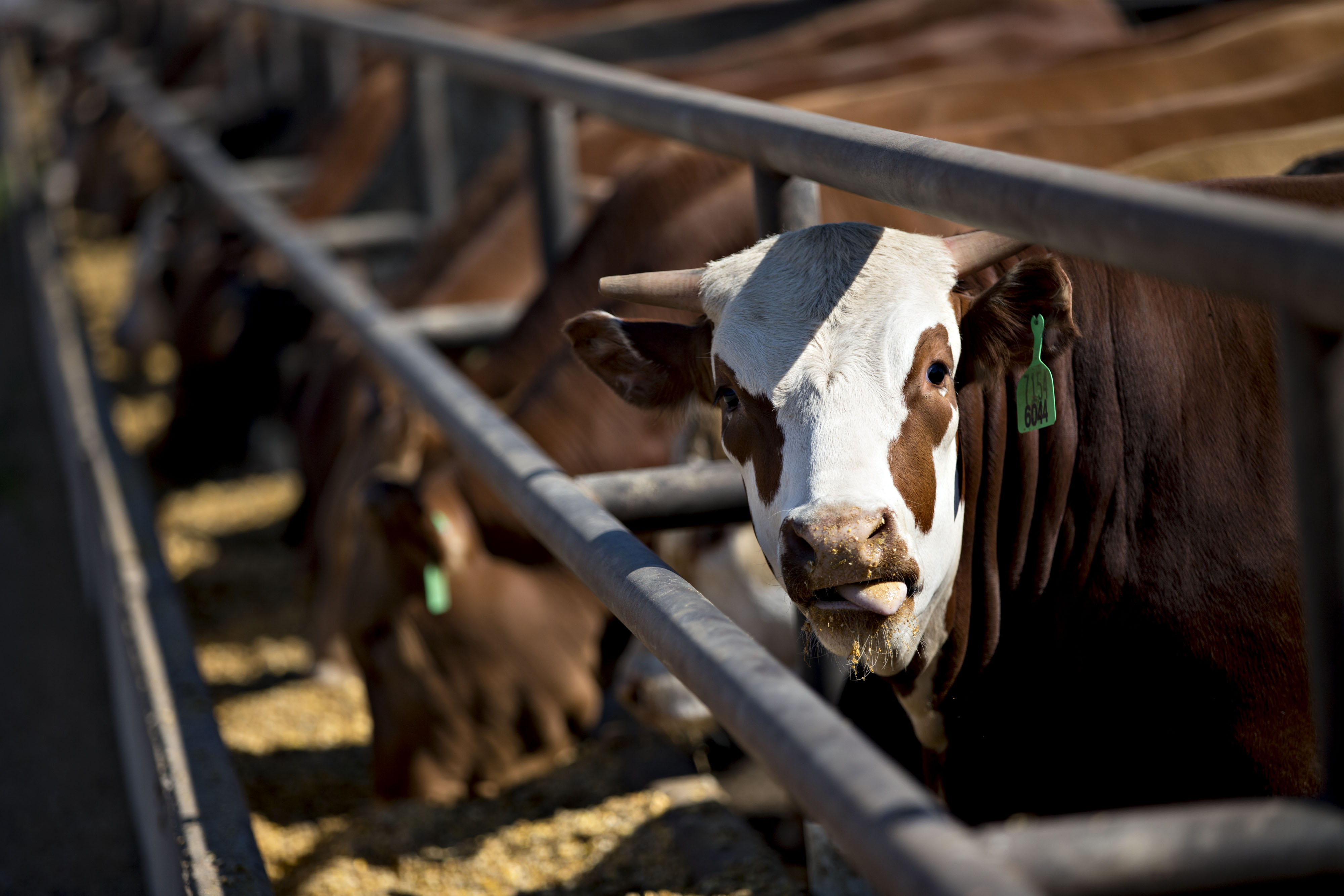 A row of cattle at a feedlot 