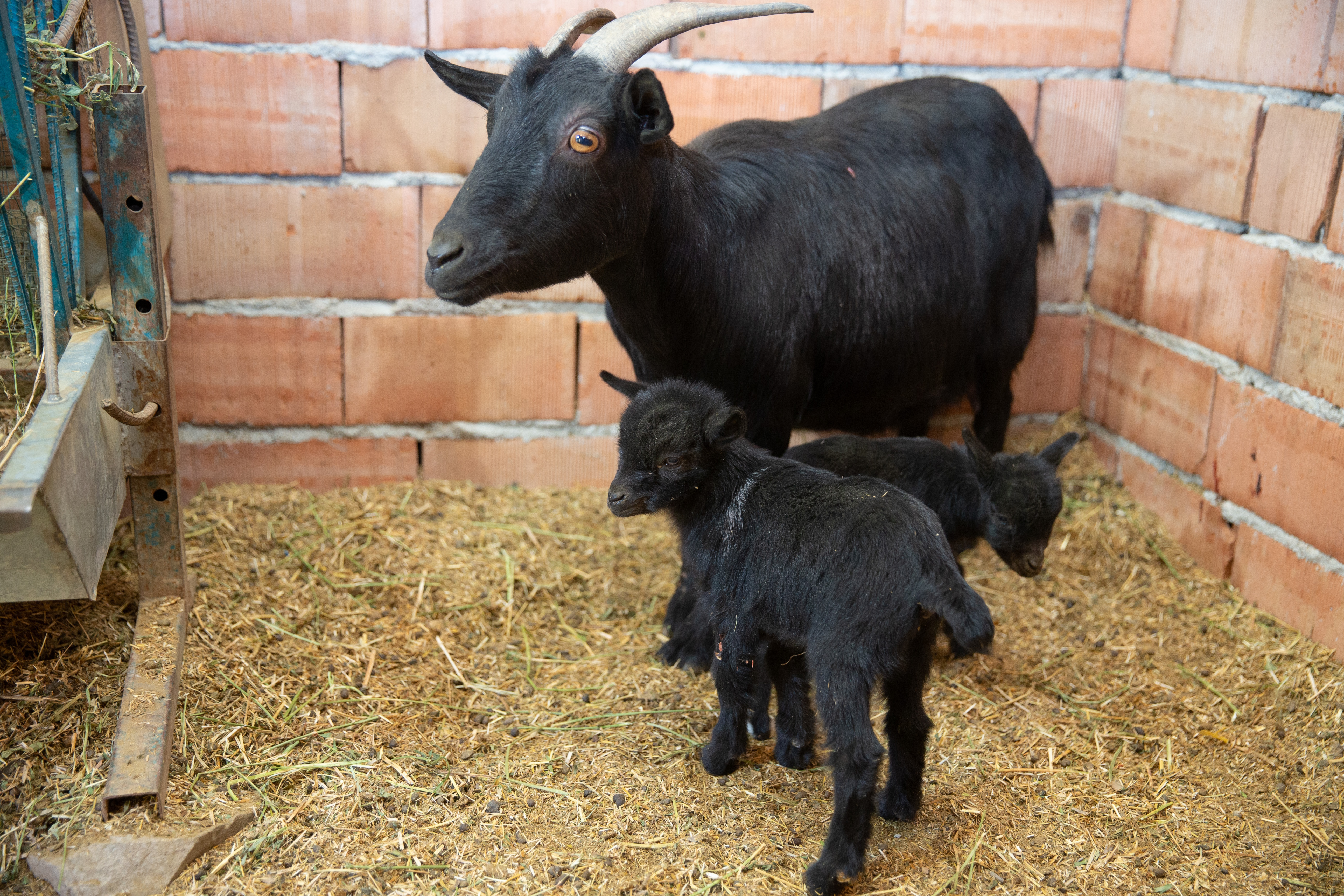 Goat triplet born at Zoo in Turkiye’s Ankara