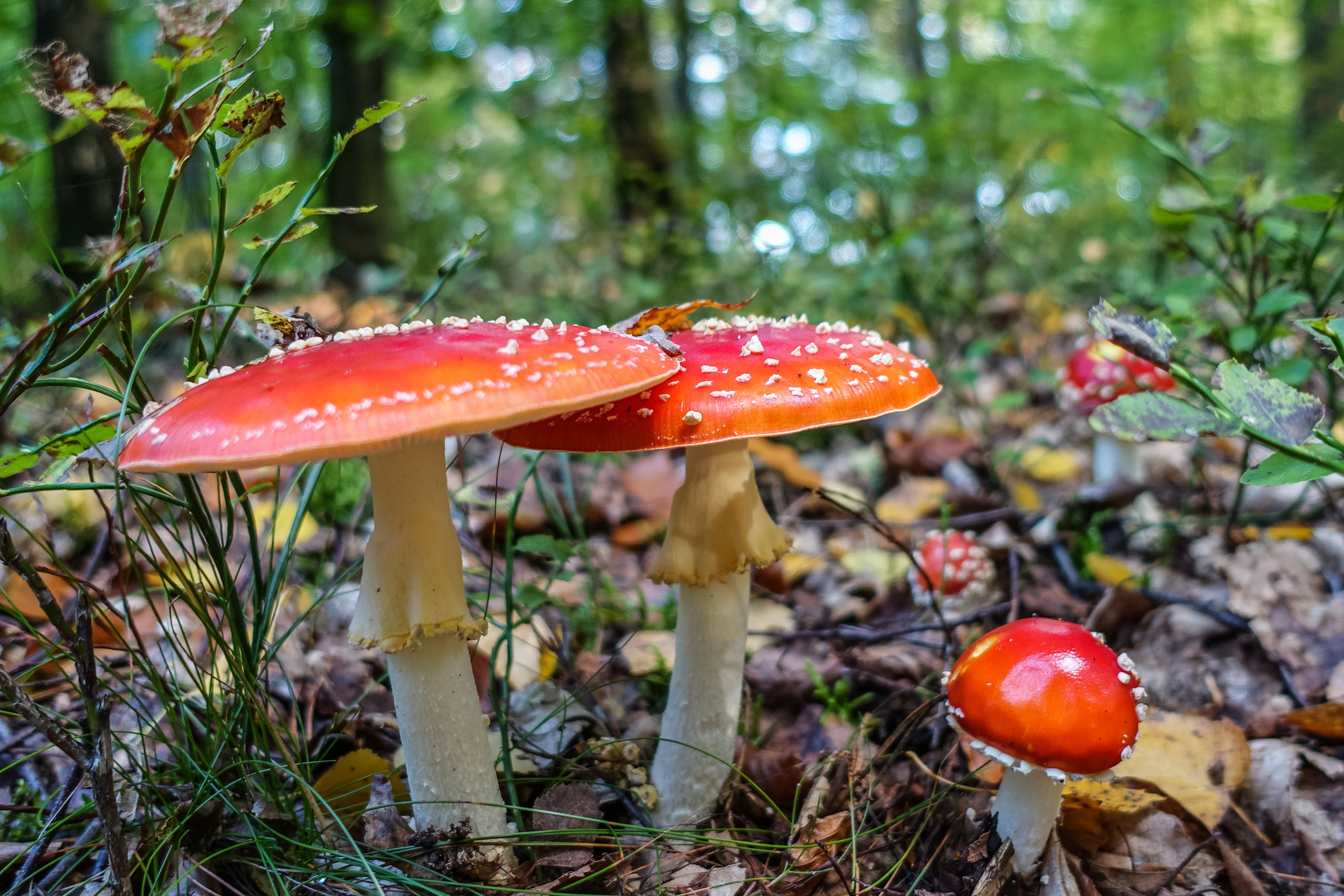 A close-up of red-capped mushrooms on a forest floor.