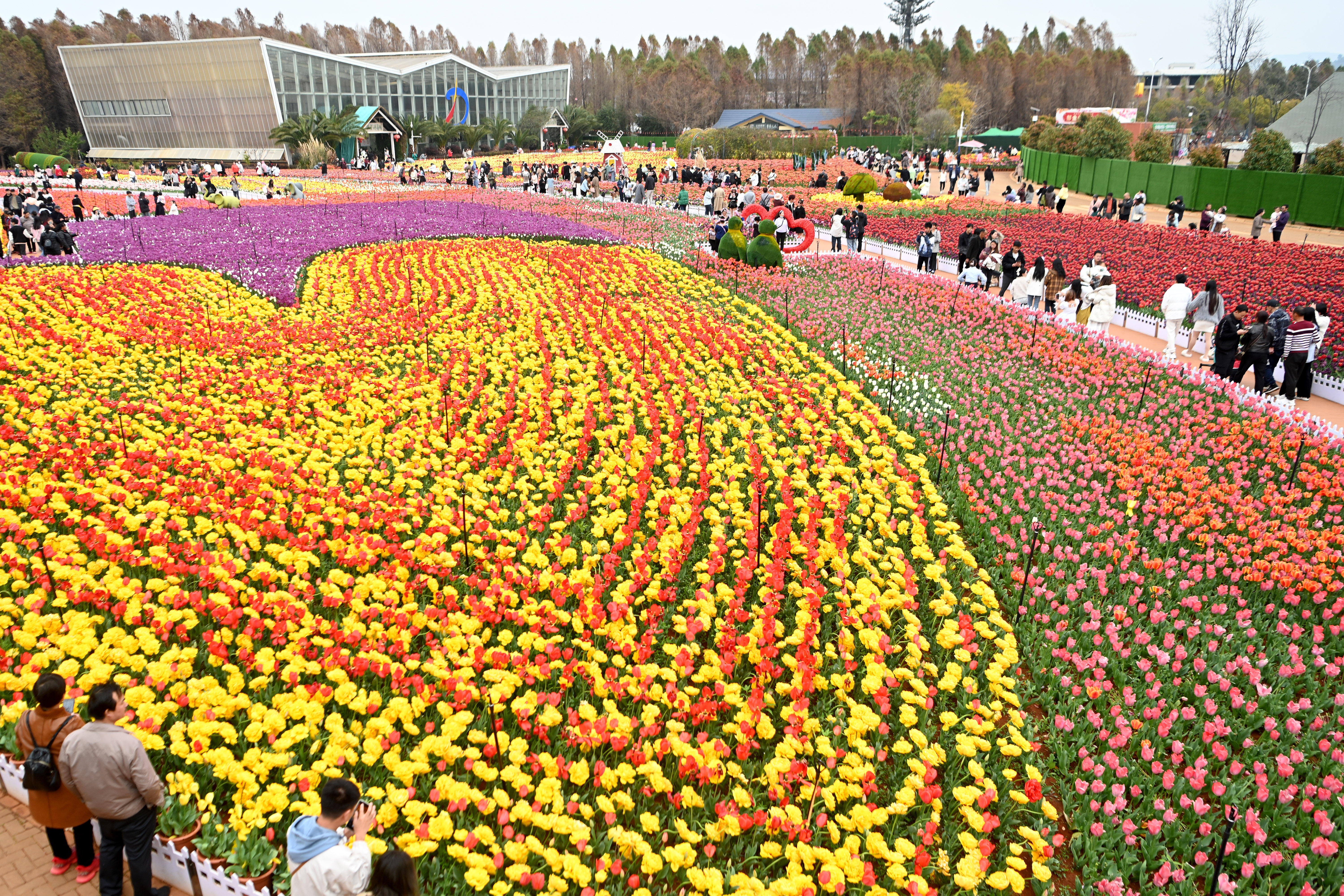 Tulip Flowers In Full Bloom In Kunming