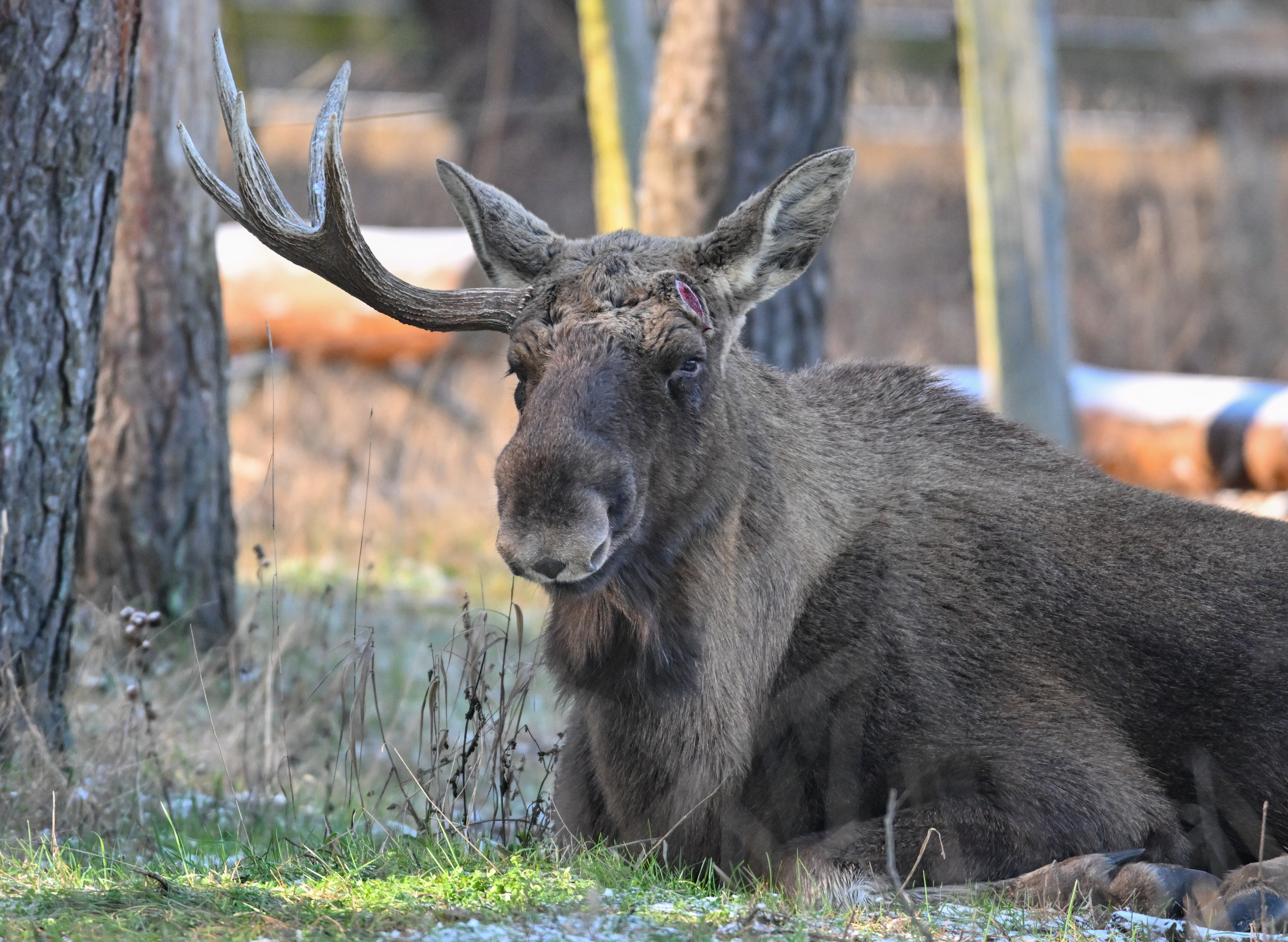 Schorfheide Game Park - Elk