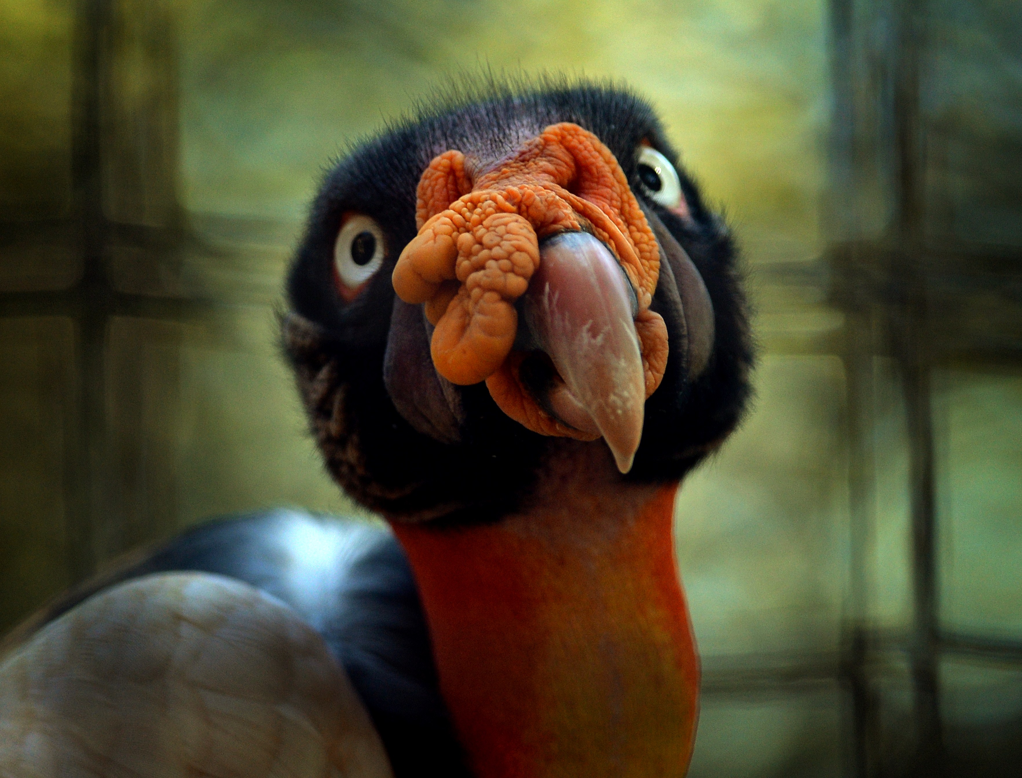 The face of a king vulture.