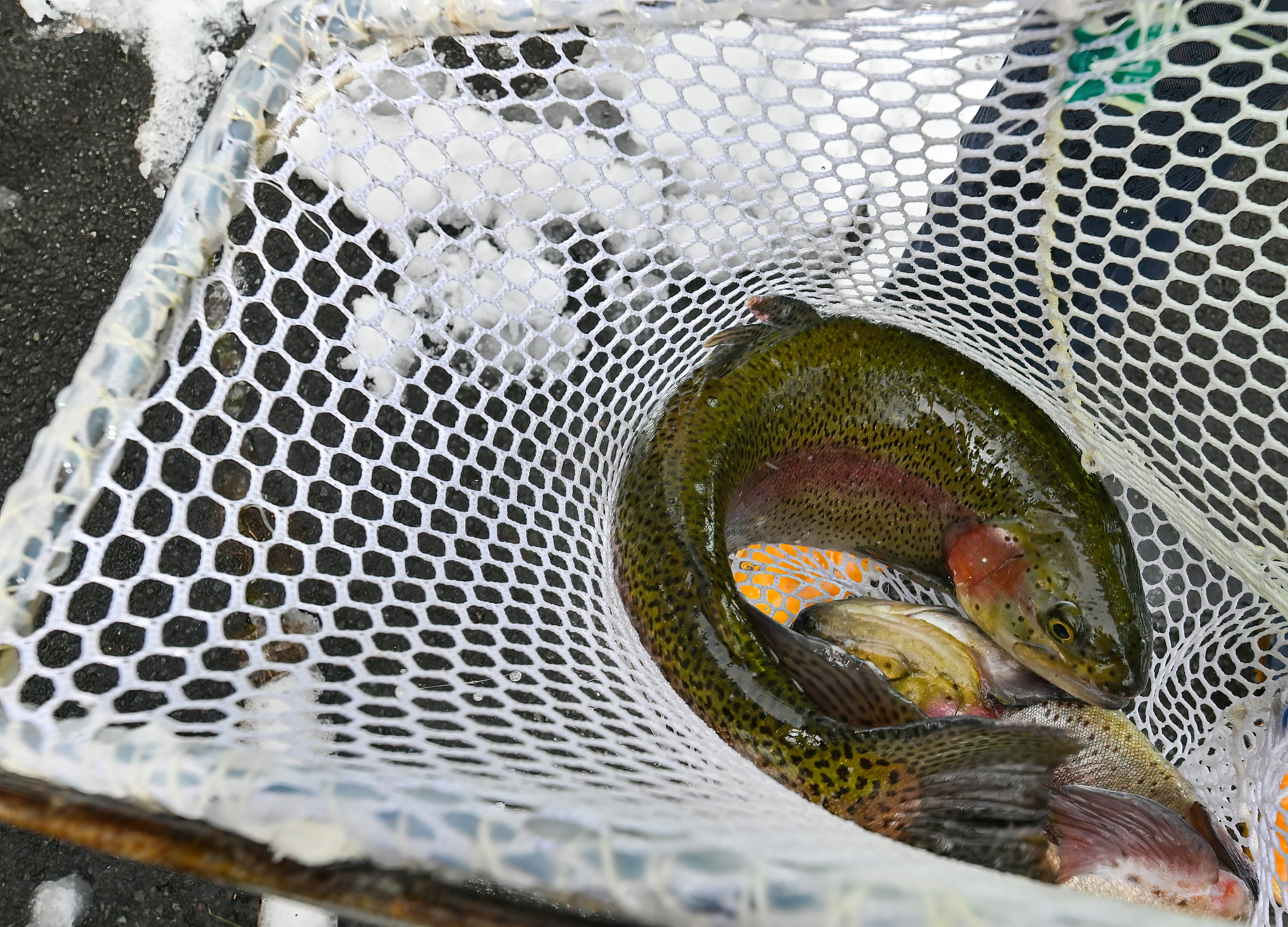 A rainbow trout is seen in a net during the trout stocking...