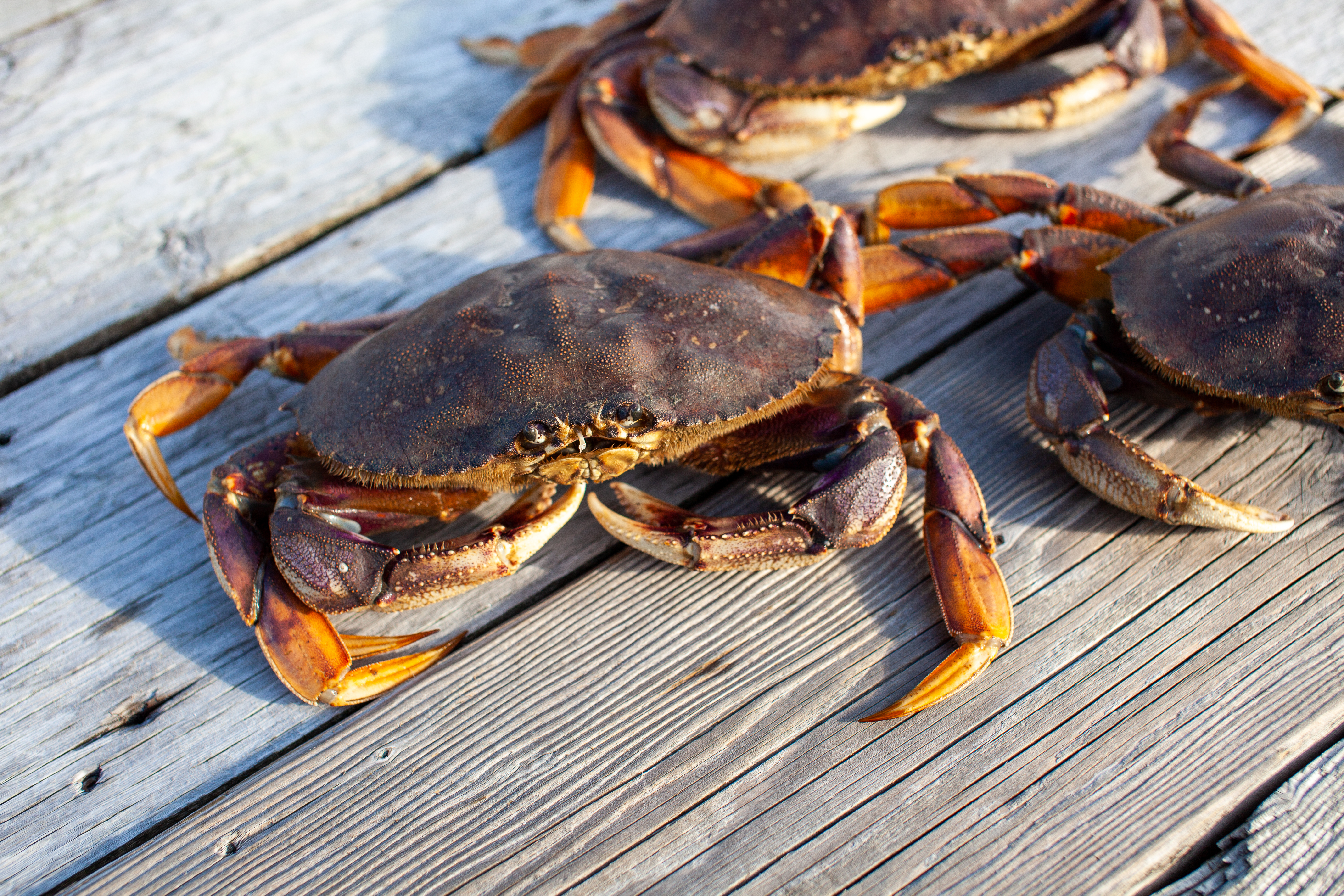 Dungeness crabs sitting on a dock