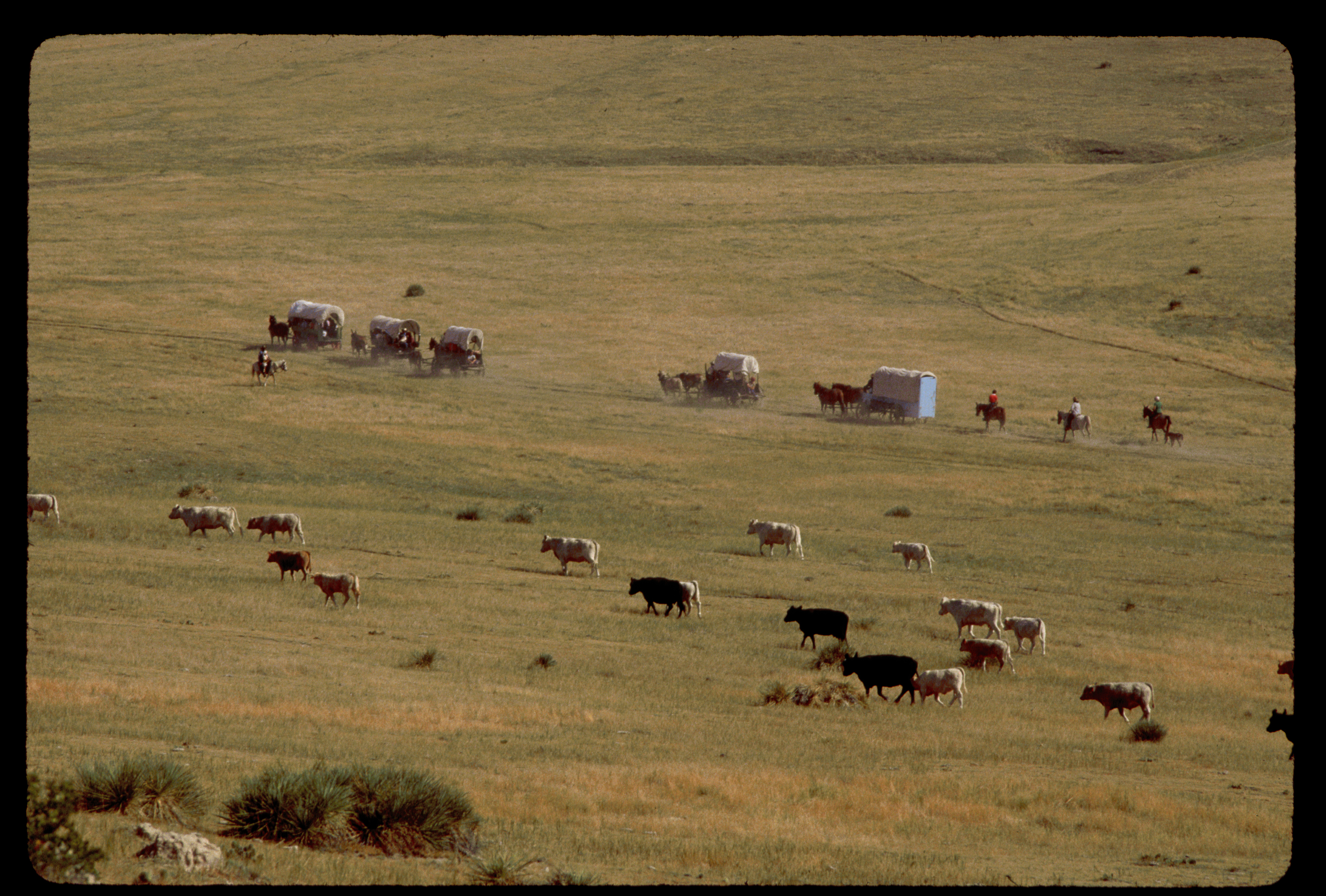 Covered Wagons on a Prairie With Cattle