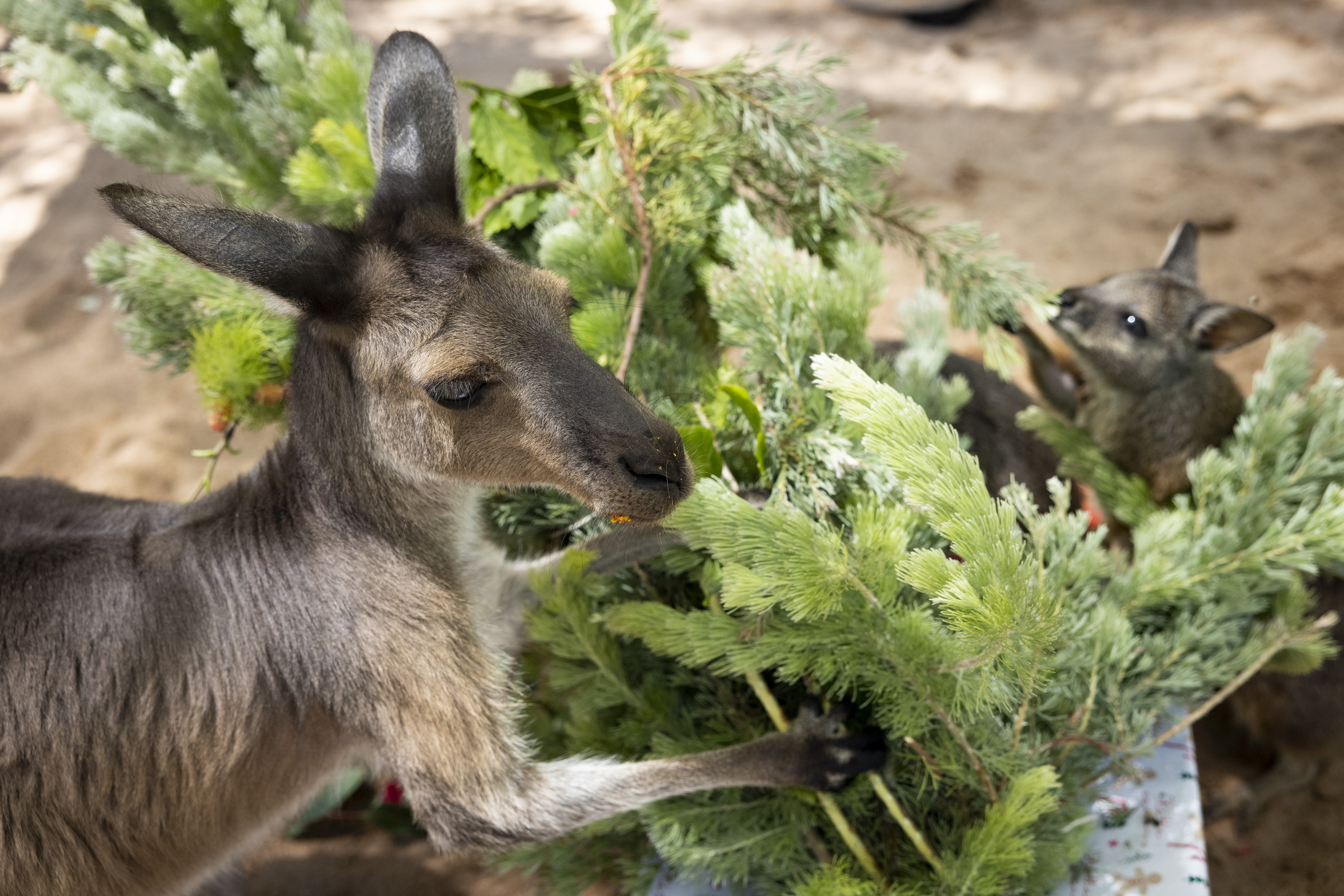 Animals At Perth Zoo Celebrate Christmas Early With Festive Enrichment Treats