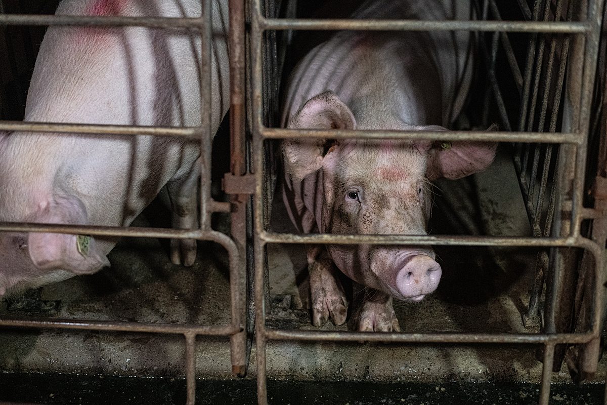 A close-up of two adult pigs inside individual small cages. One is making eye-contact with the camera