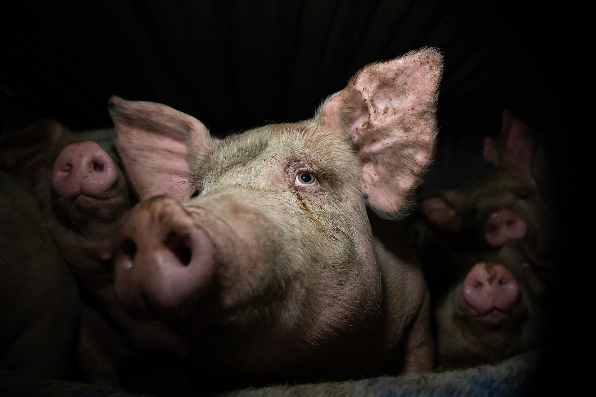 A close-up of a few pigs on a transport truck.