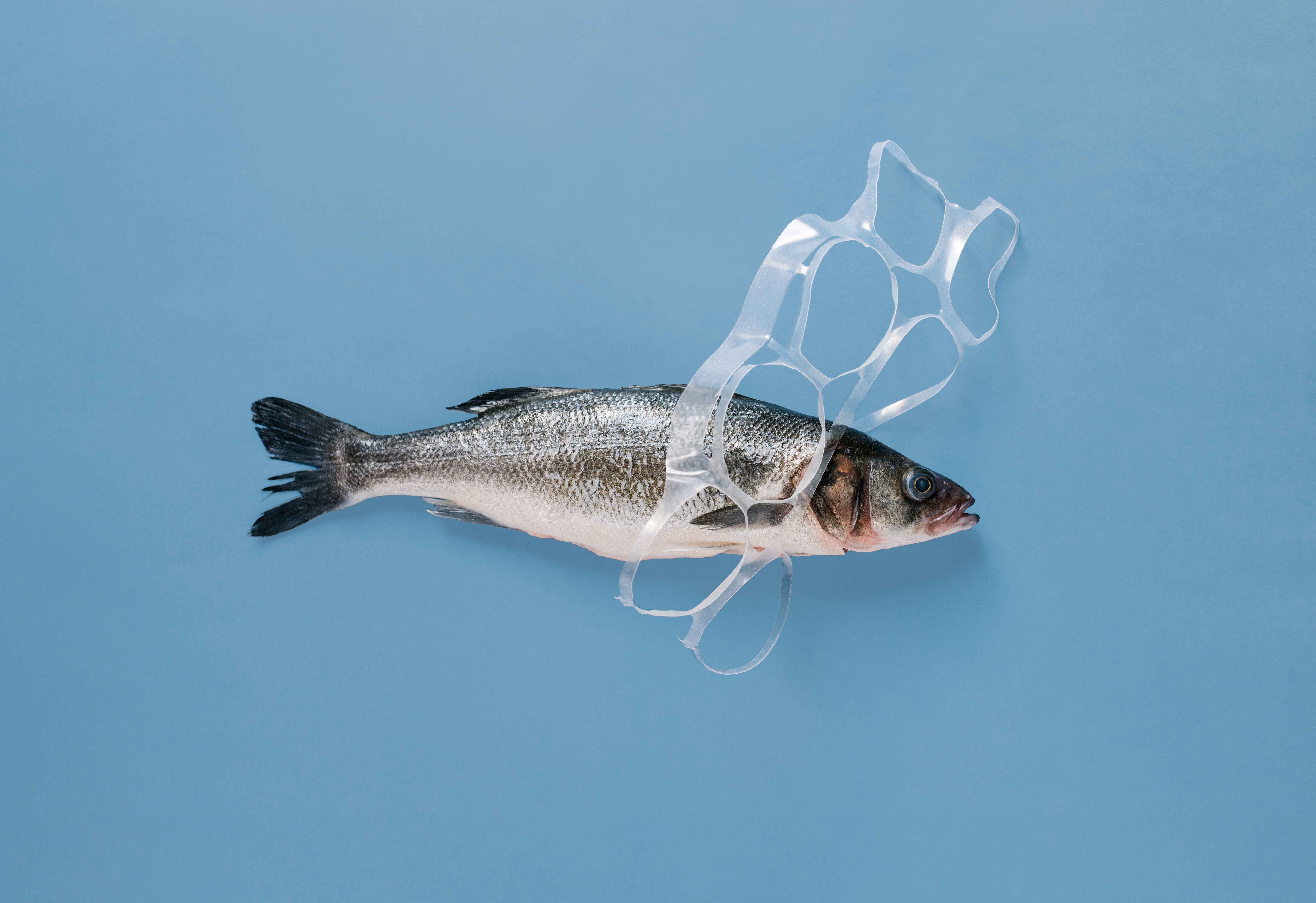 A fish stuck in a plastic can holder.