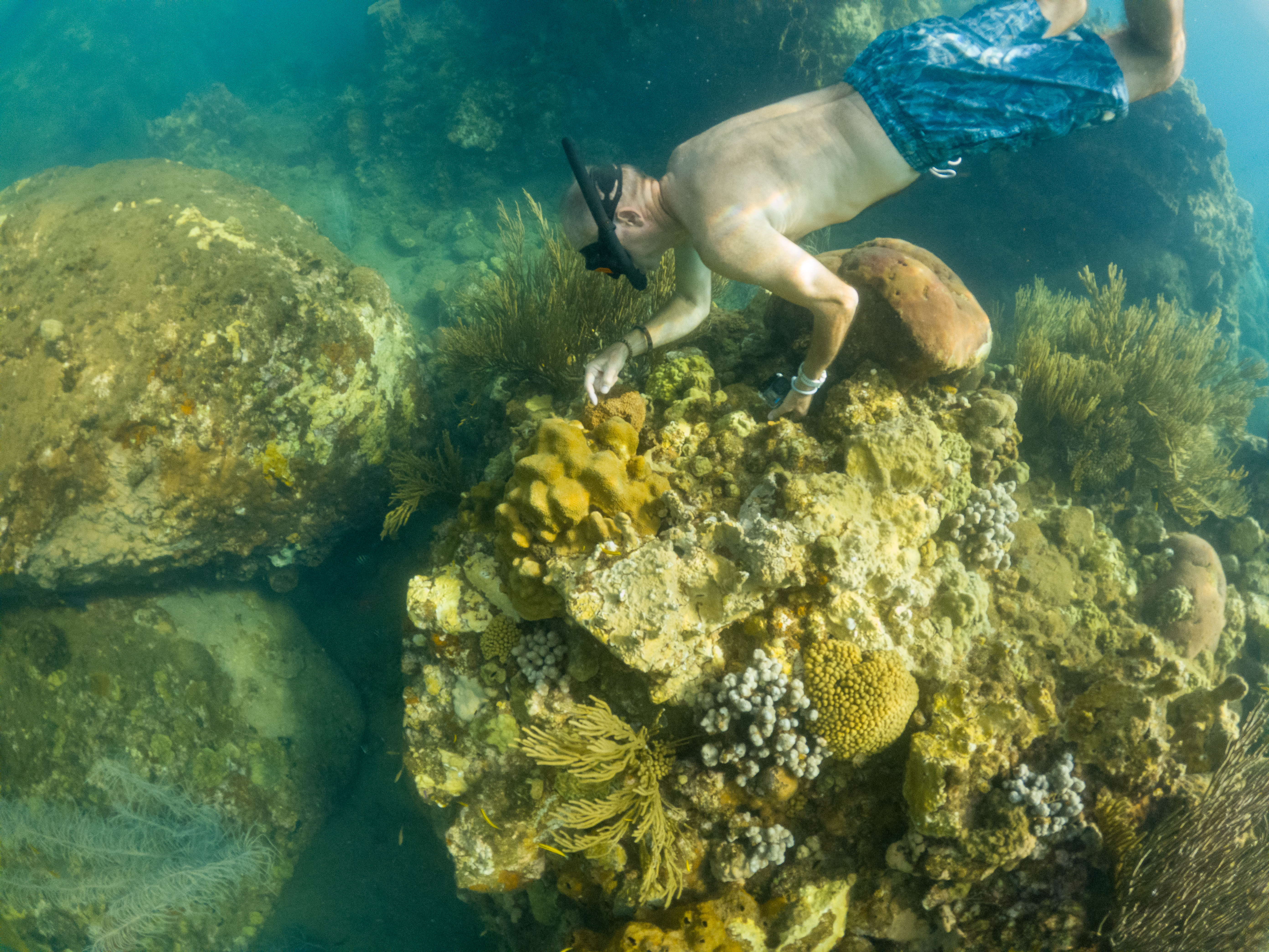 Snorkeler among yellowish coral.