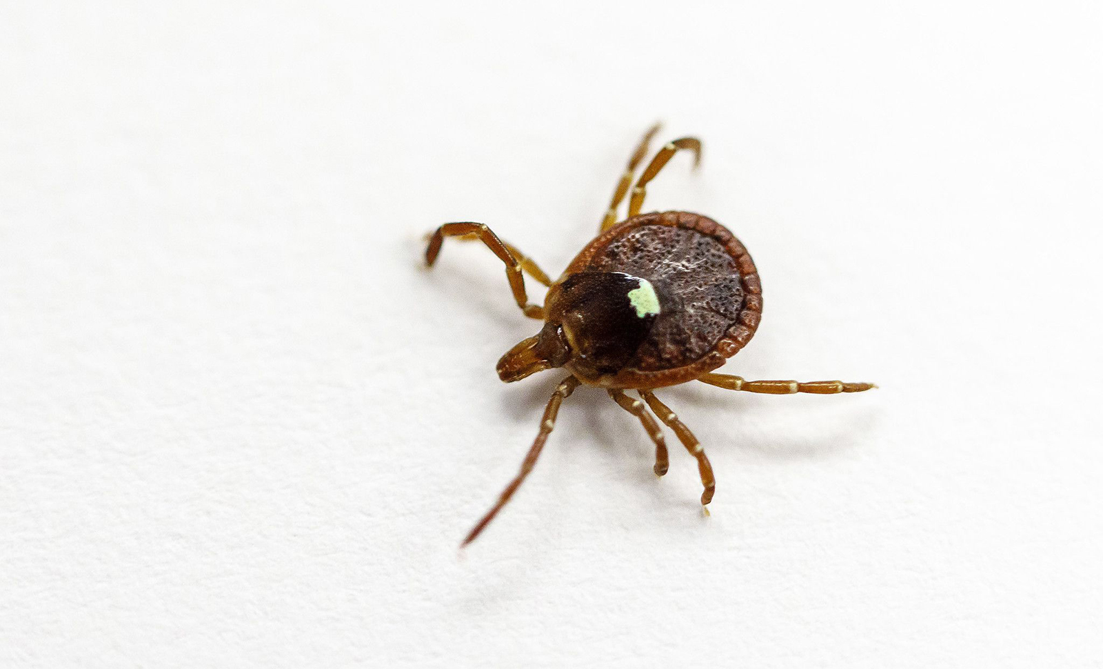 Close-up photograph of a brown lone star tick with a whitish spot on it’s back and four legs. Photograph taken in a lab in Morrill Hall at the University of Illinois in 2017.