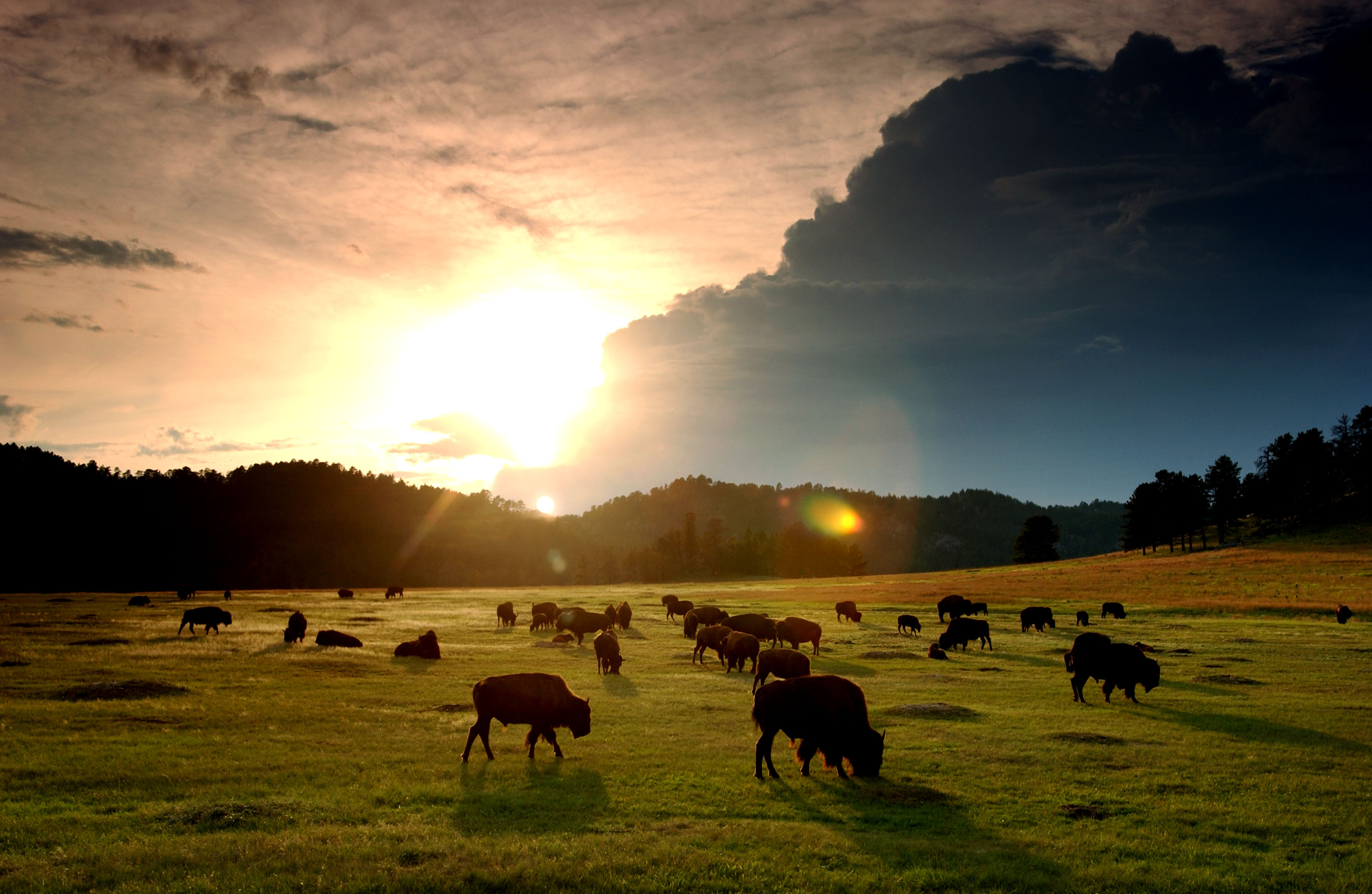 The sun sets behind the mountains as a herd of bison graze in Wind Cave National Park, August 14, 2001, in the southern Black Hills of South Dakota.