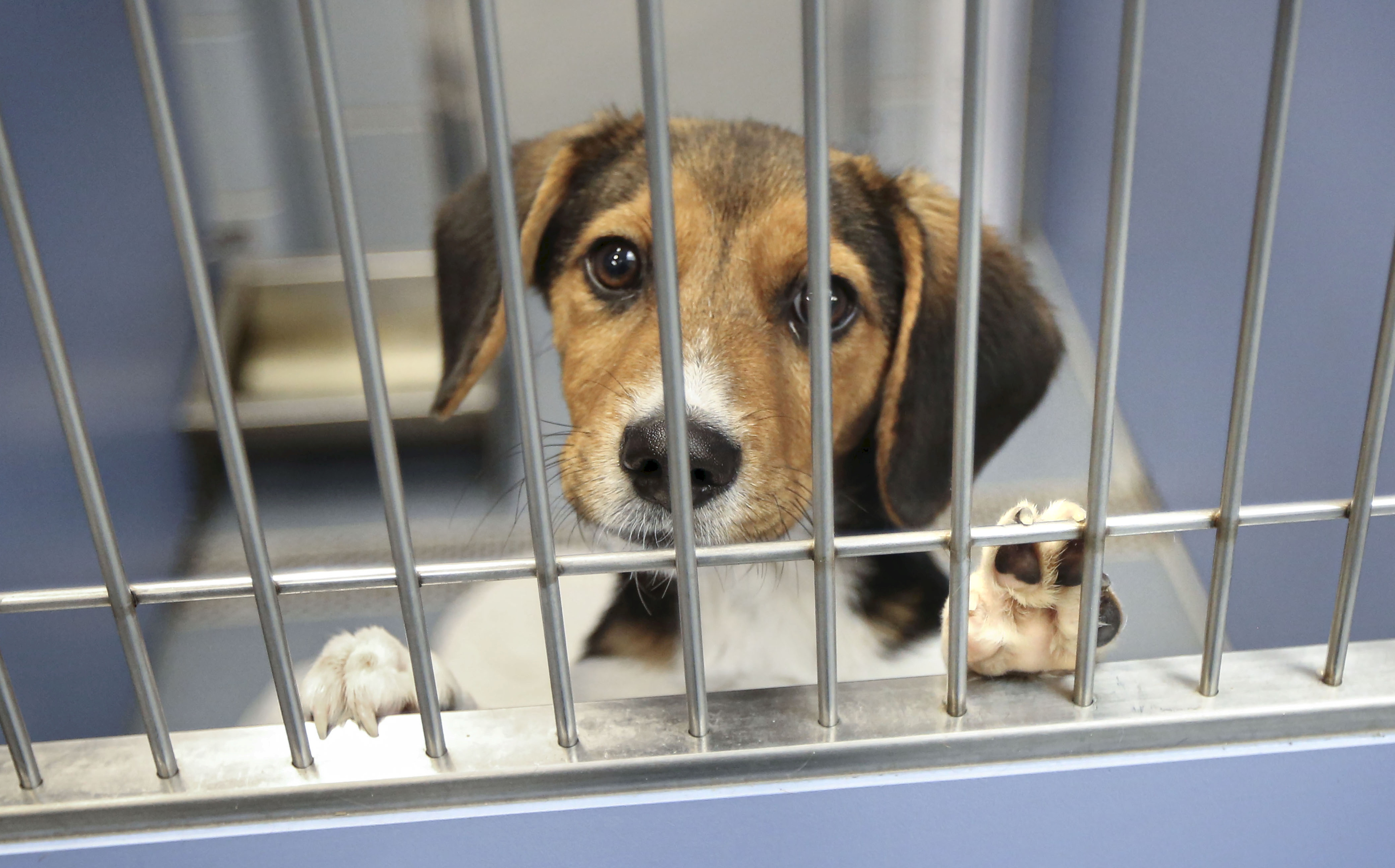 A beagle looking through the bars of a kennel at an animal shelter.