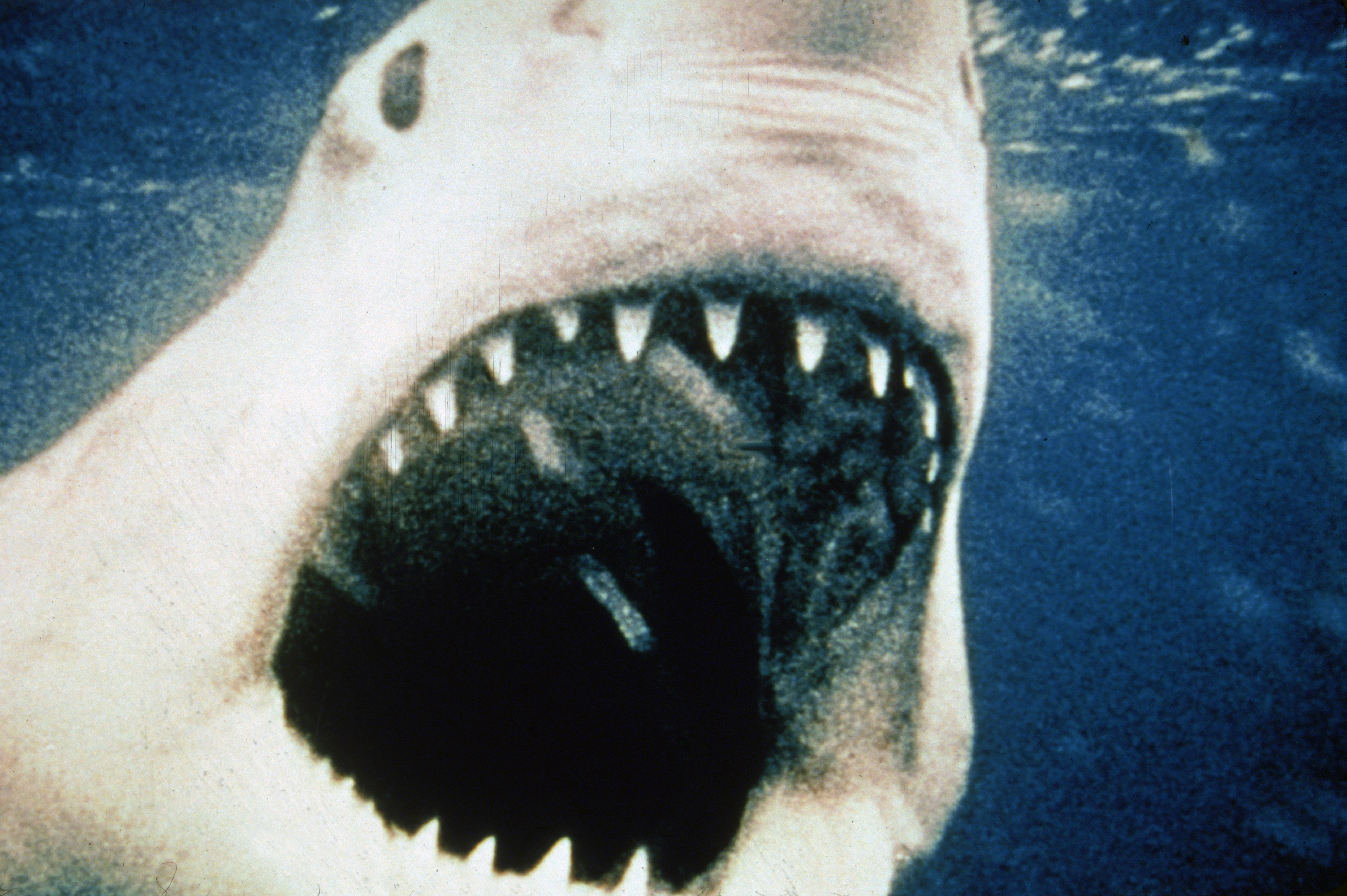 A closeup of a great white shark with its mouth open, moving toward the camera, from Steven Spielberg’s 1975 thriller Jaws