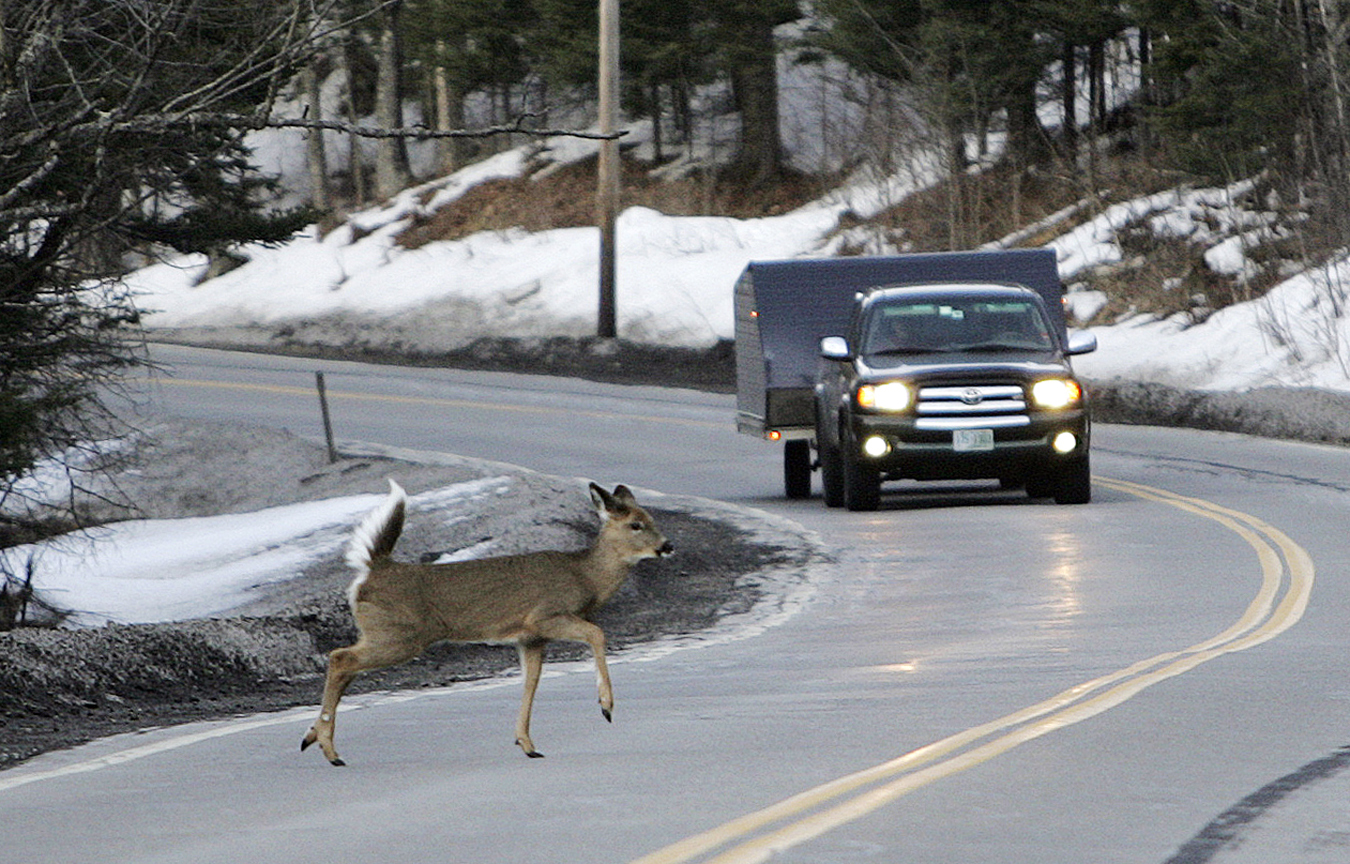a deer that appears young runs into a two-lane road within about 50 feet of a passenger truck towing a camper.