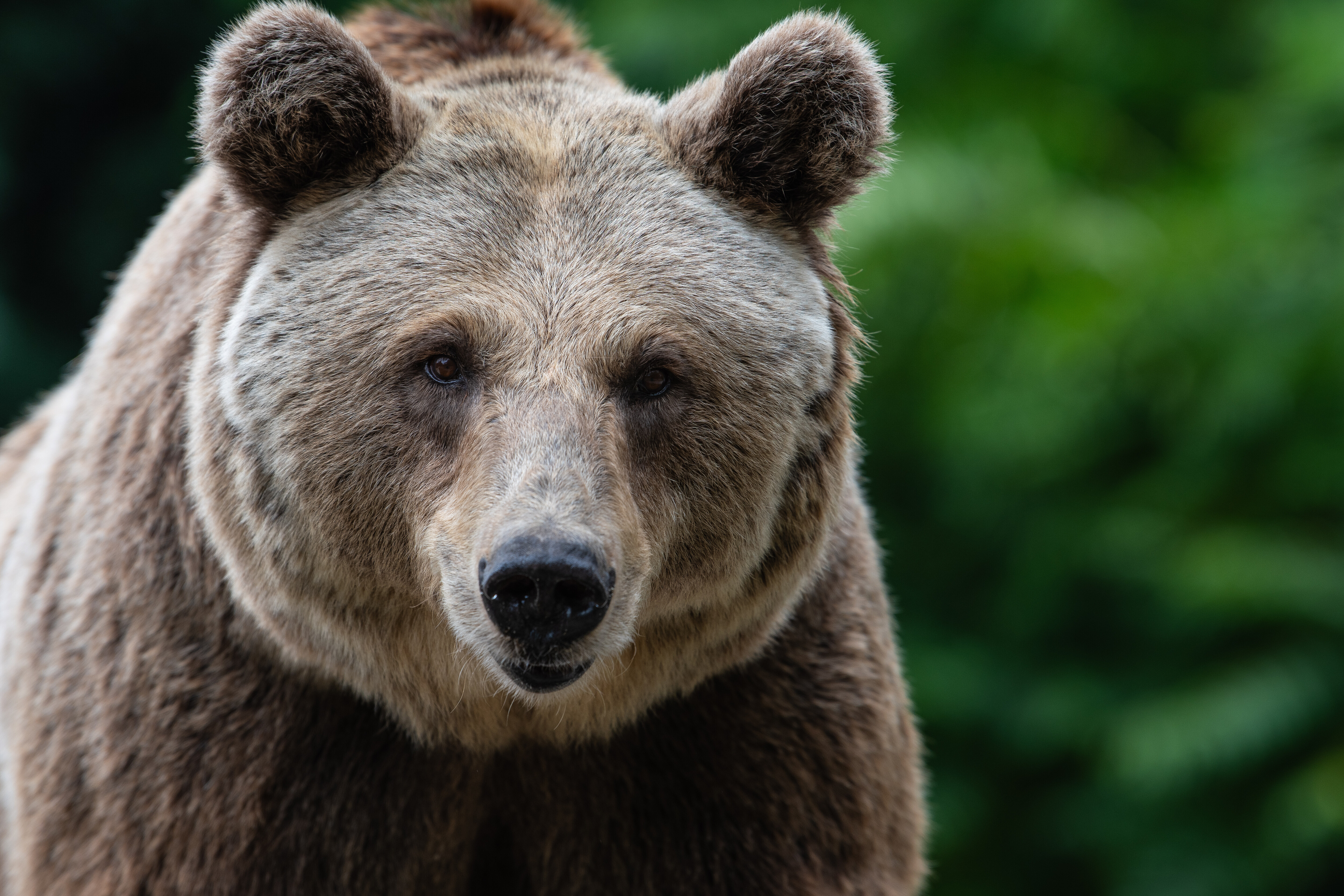 A brown bear (Ursus arctos) in its enclosure at Madrid Zoo...