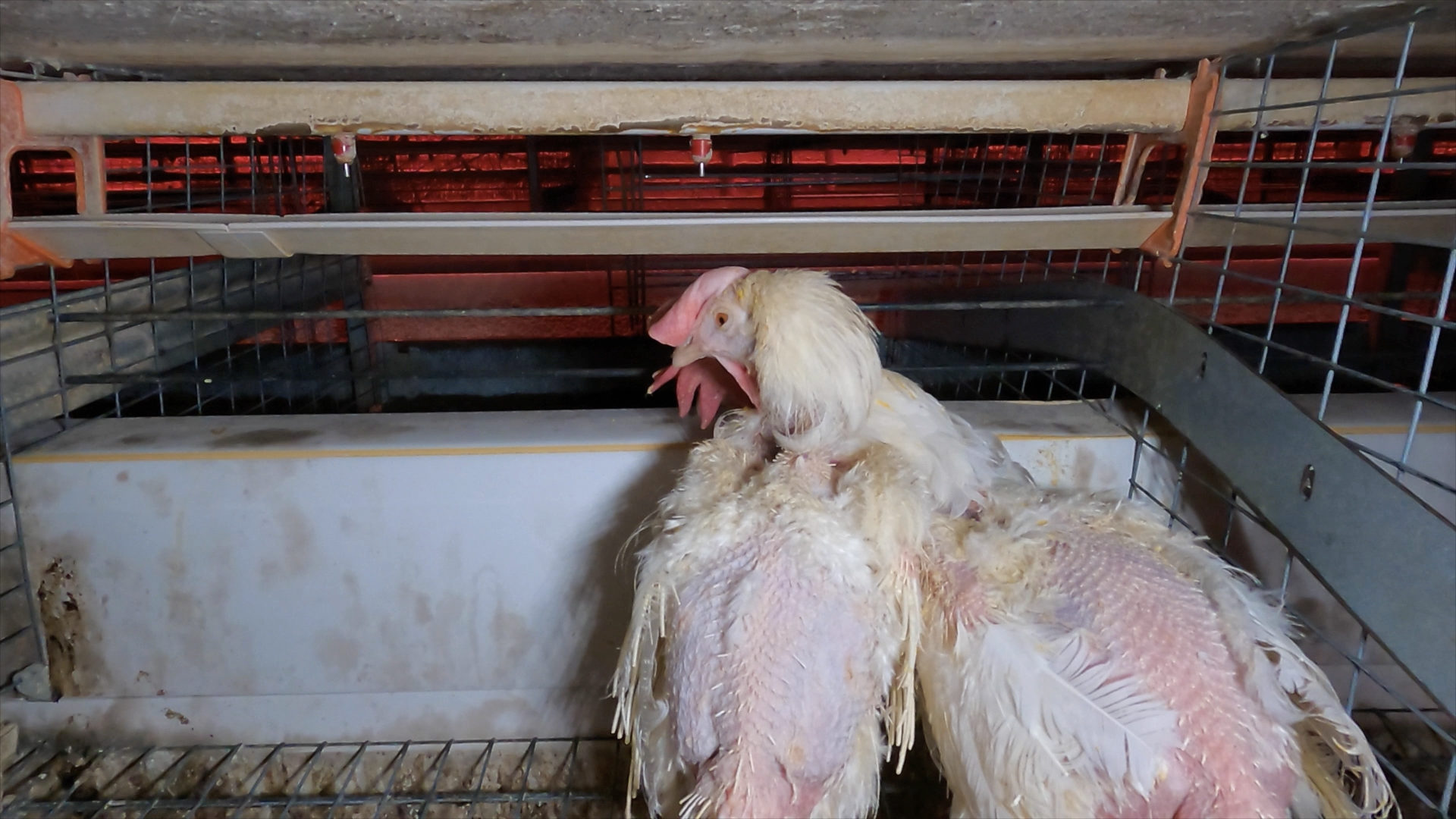 Two hens who have feathers missing and appear to be in poor body condition peer out of a metal cage.