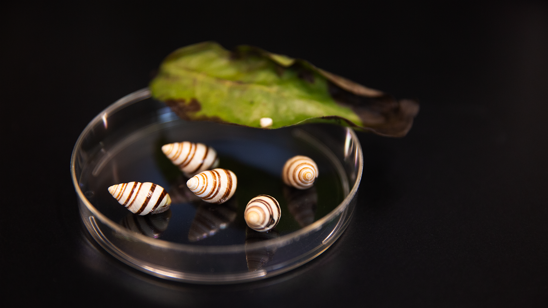Five small snails with brown and white spiraled shells in a clear petri dish next to a leaf.
